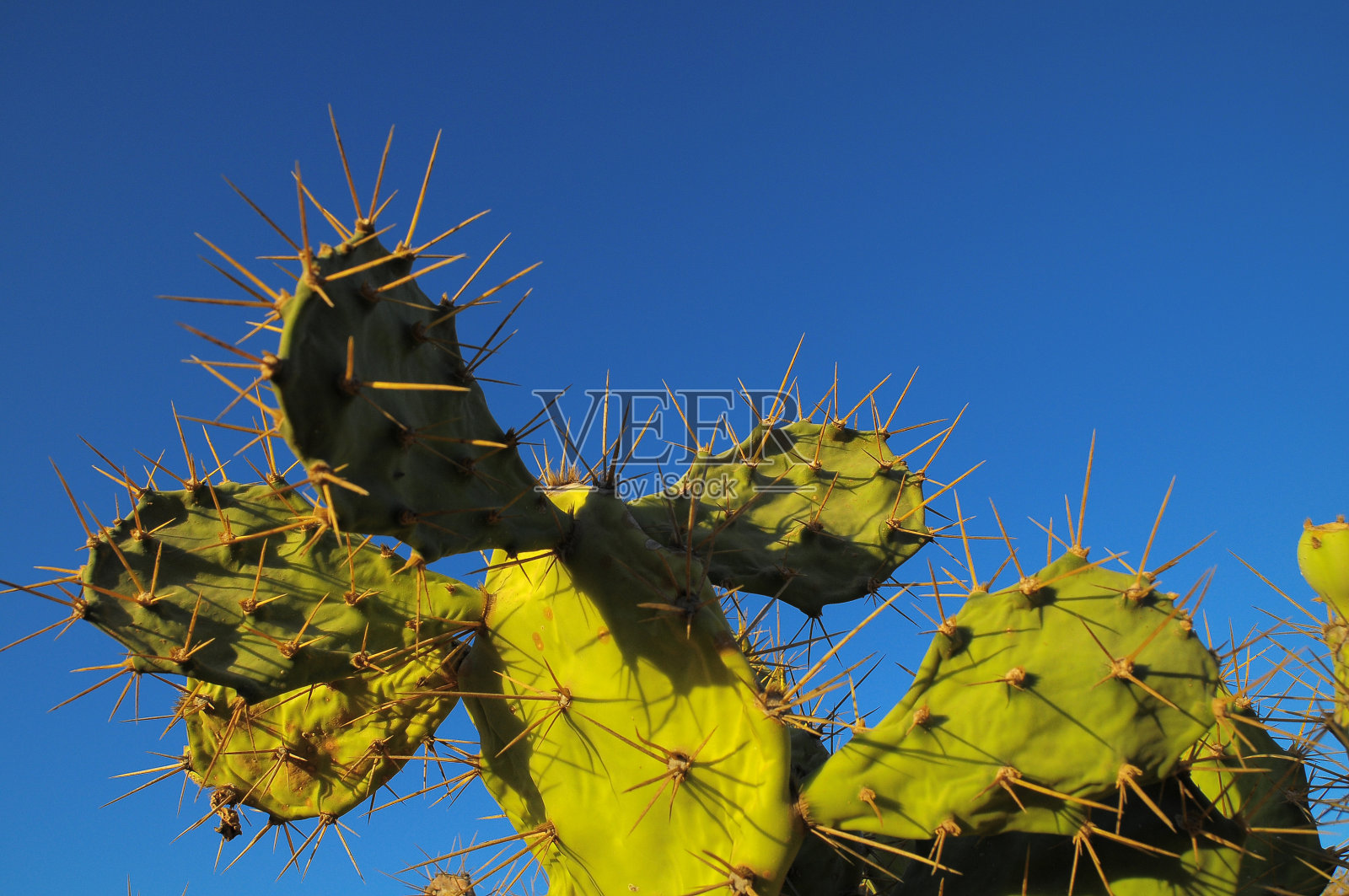 绿色仙人掌仙人掌叶照片摄影图片