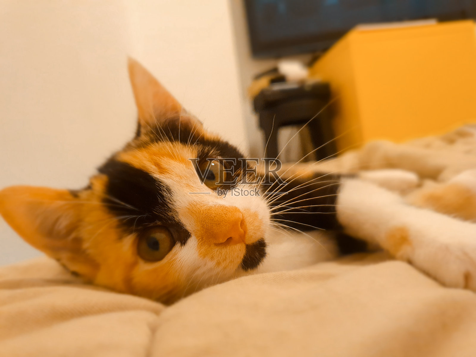 宠物情人照片摄影图片