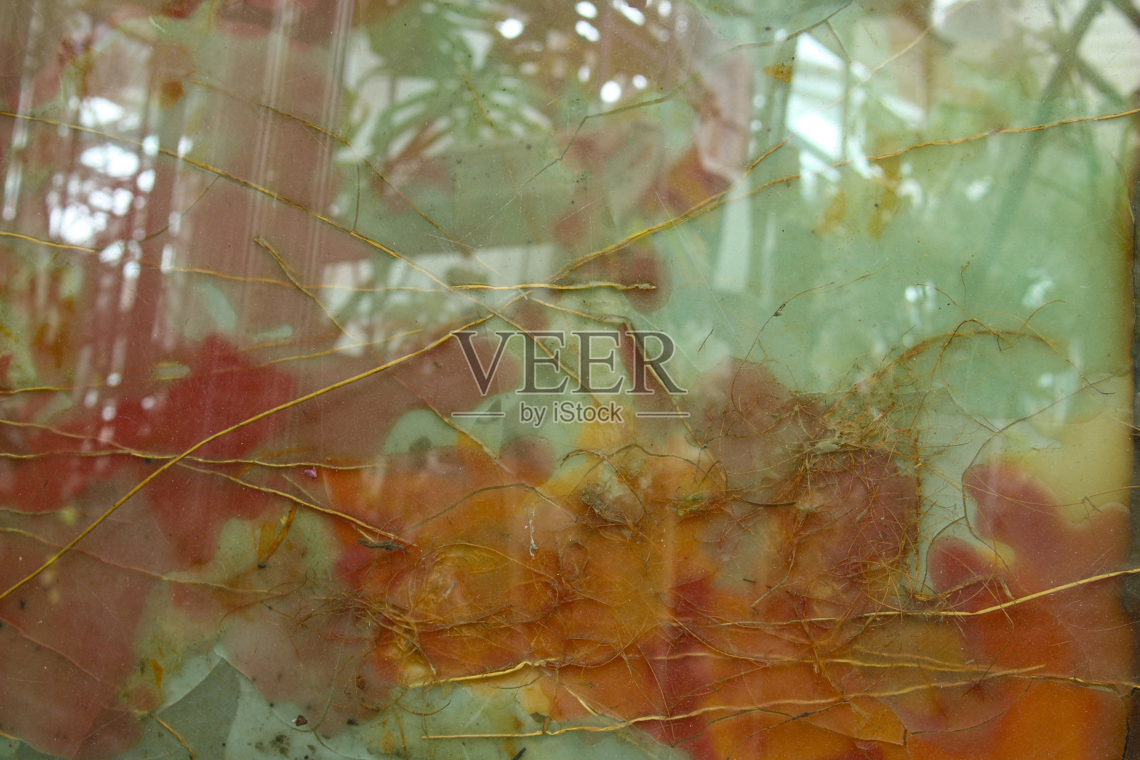 彩色磨砂玻璃后面的植物反射绿色软管植物照片摄影图片