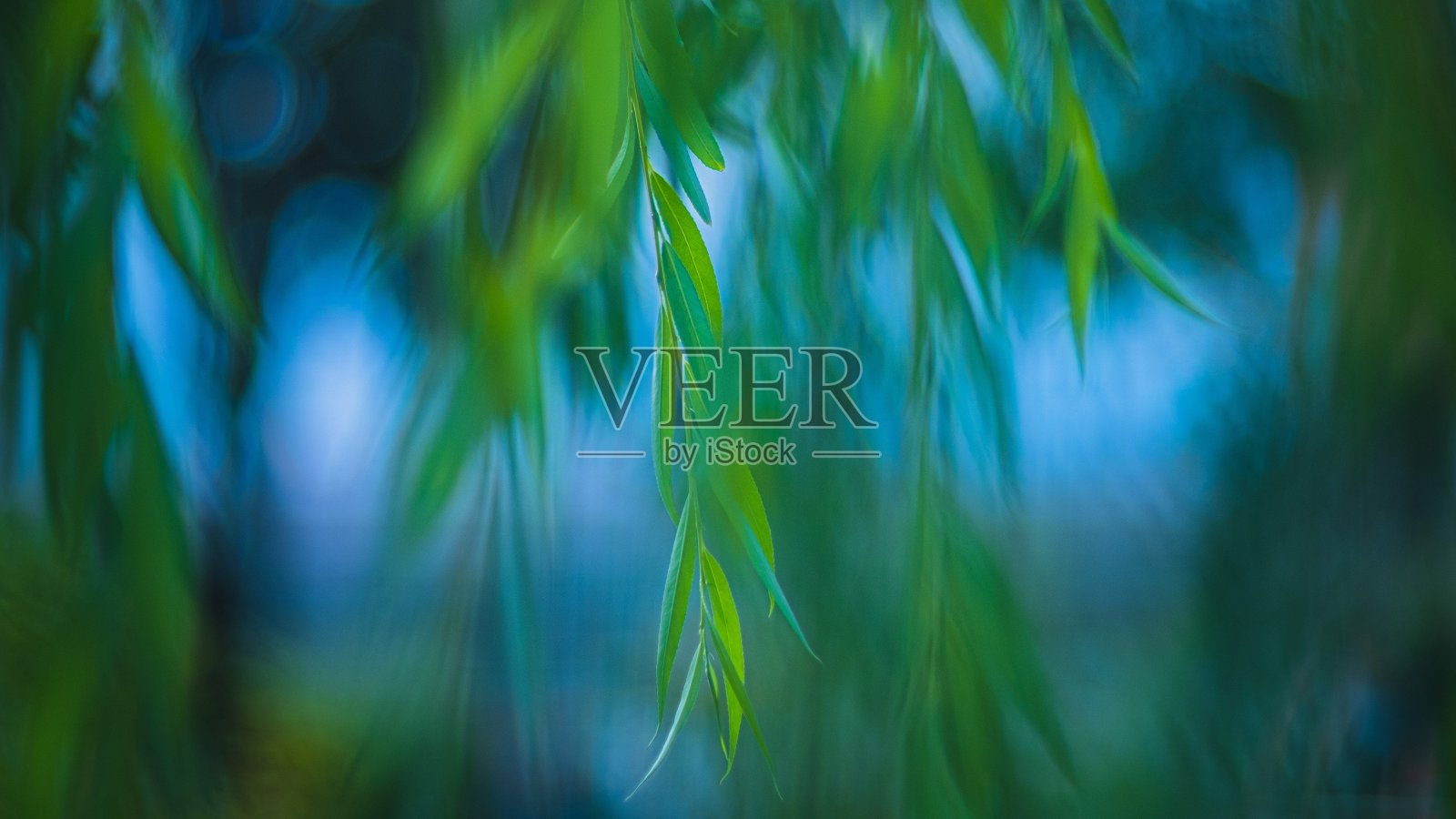 柳枝摇曳照片摄影图片