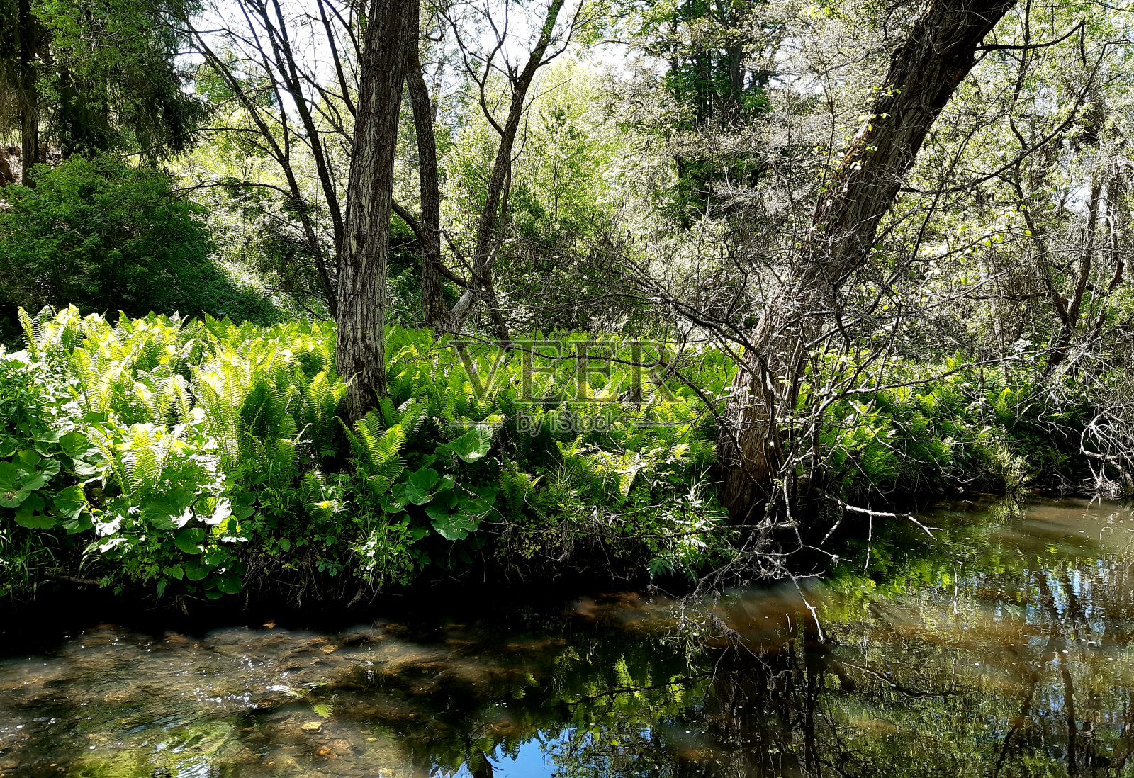 高可达120厘米的一种蕨类植物,叶片呈剑状,呈漏斗状。挺直的扇子是新鲜的绿叶。肥沃的叶子只是羽状的,卷曲像鸵鸟蕨类草地照片摄影图片