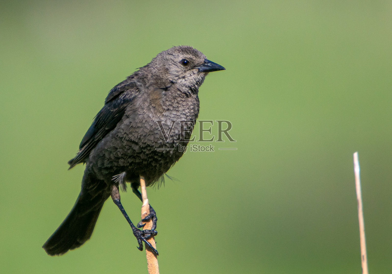 女啤酒的黑鸟照片摄影图片