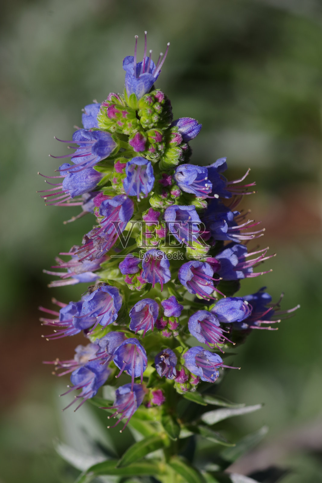 纳特恩科普夫照片摄影图片