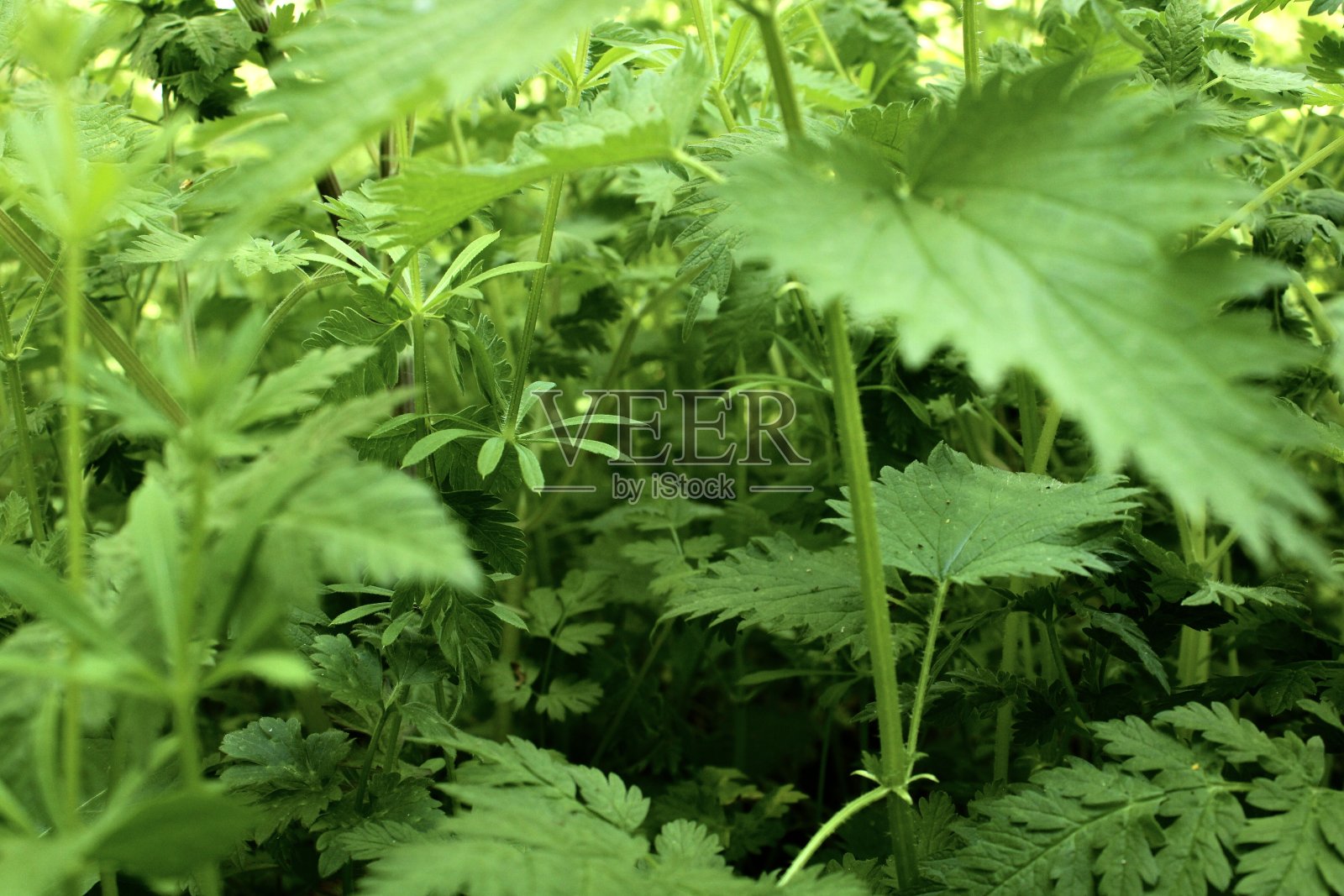 通过植物照片摄影图片