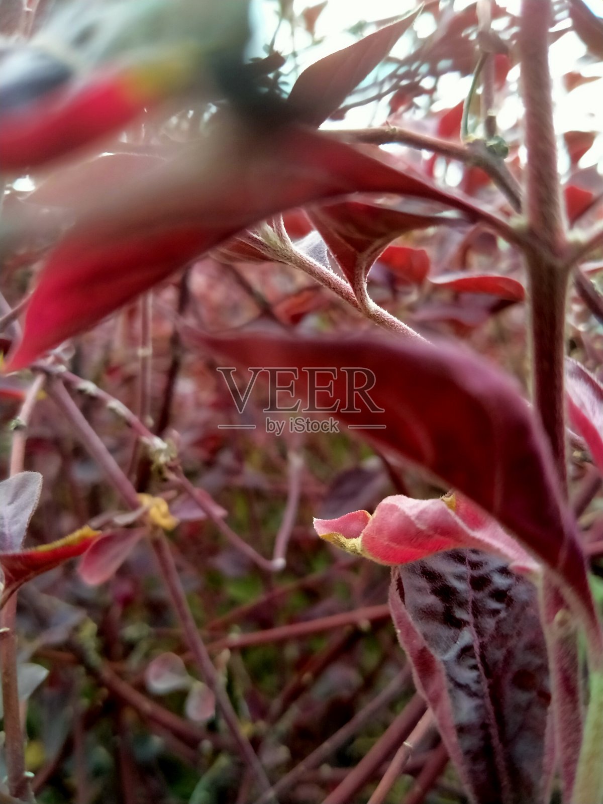 自然照片摄影图片