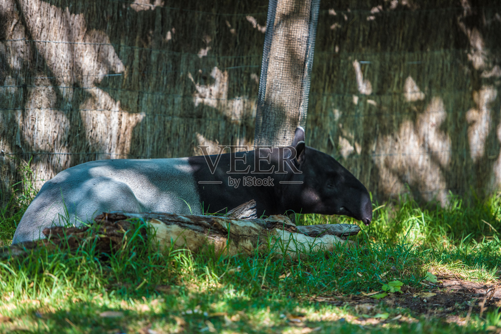 马来亚貘在树荫下全长侧摄。照片摄影图片