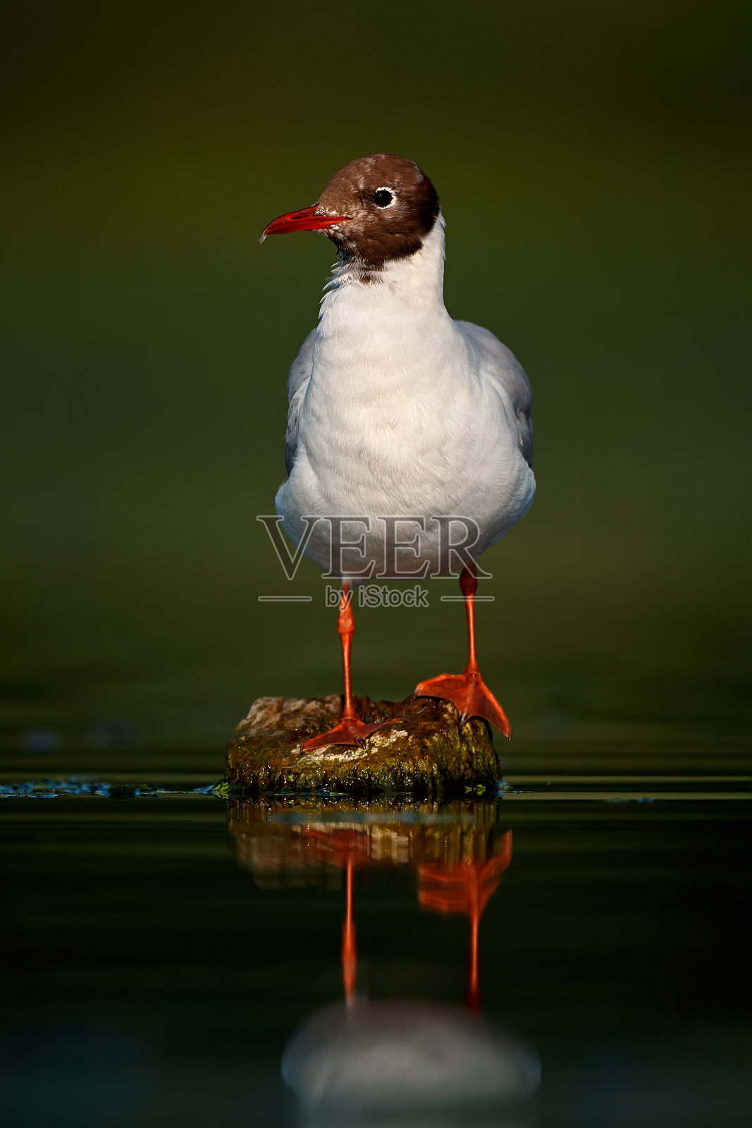 坐在水中树枝上的黑头鸥照片摄影图片