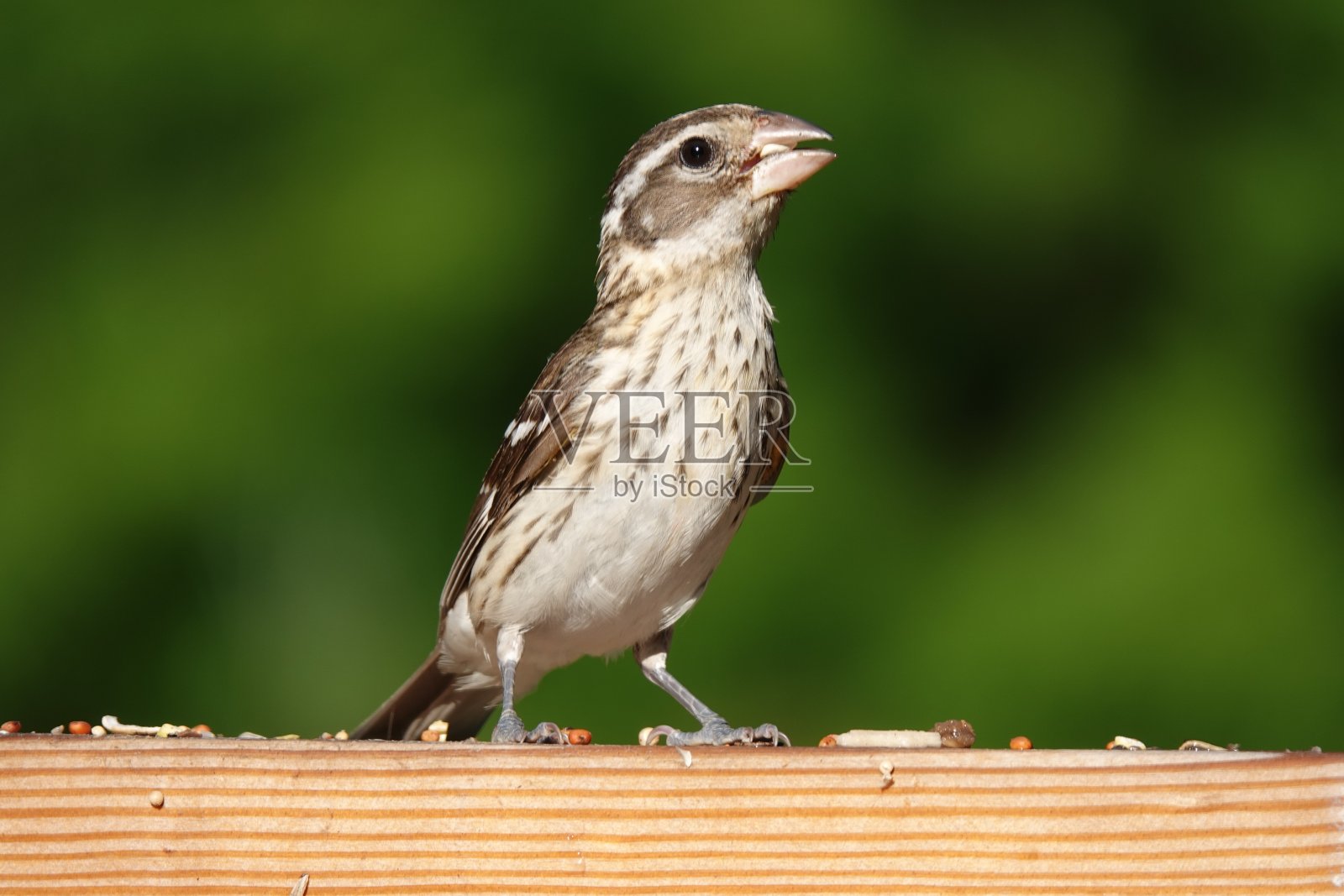 雌蔷薇雀(Pheuticus ludocianus)放松照片摄影图片