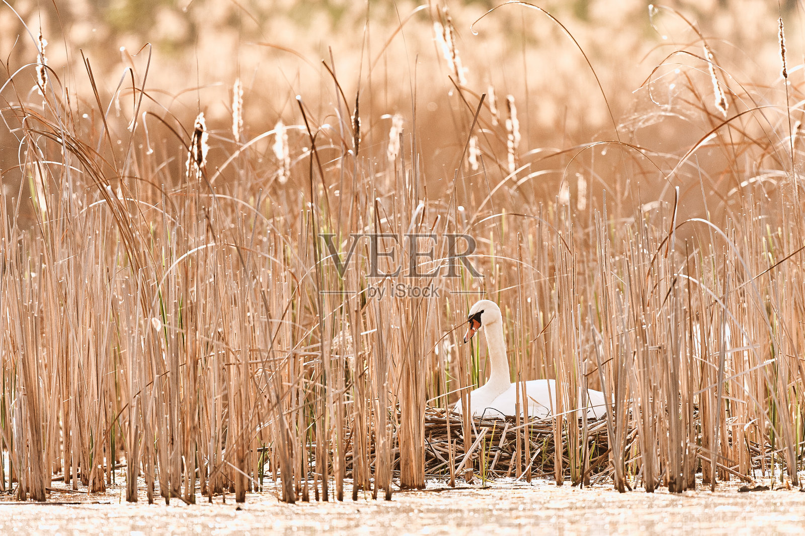 美丽的天鹅图片-天鹅座上的天鹅窝。典型的春光照片。捷克共和国的野生动物场景照片摄影图片