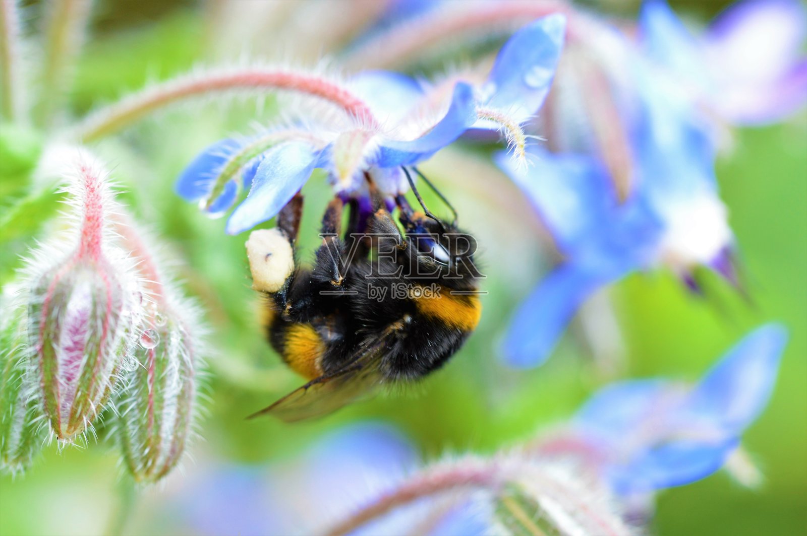 大黄蜂。照片摄影图片