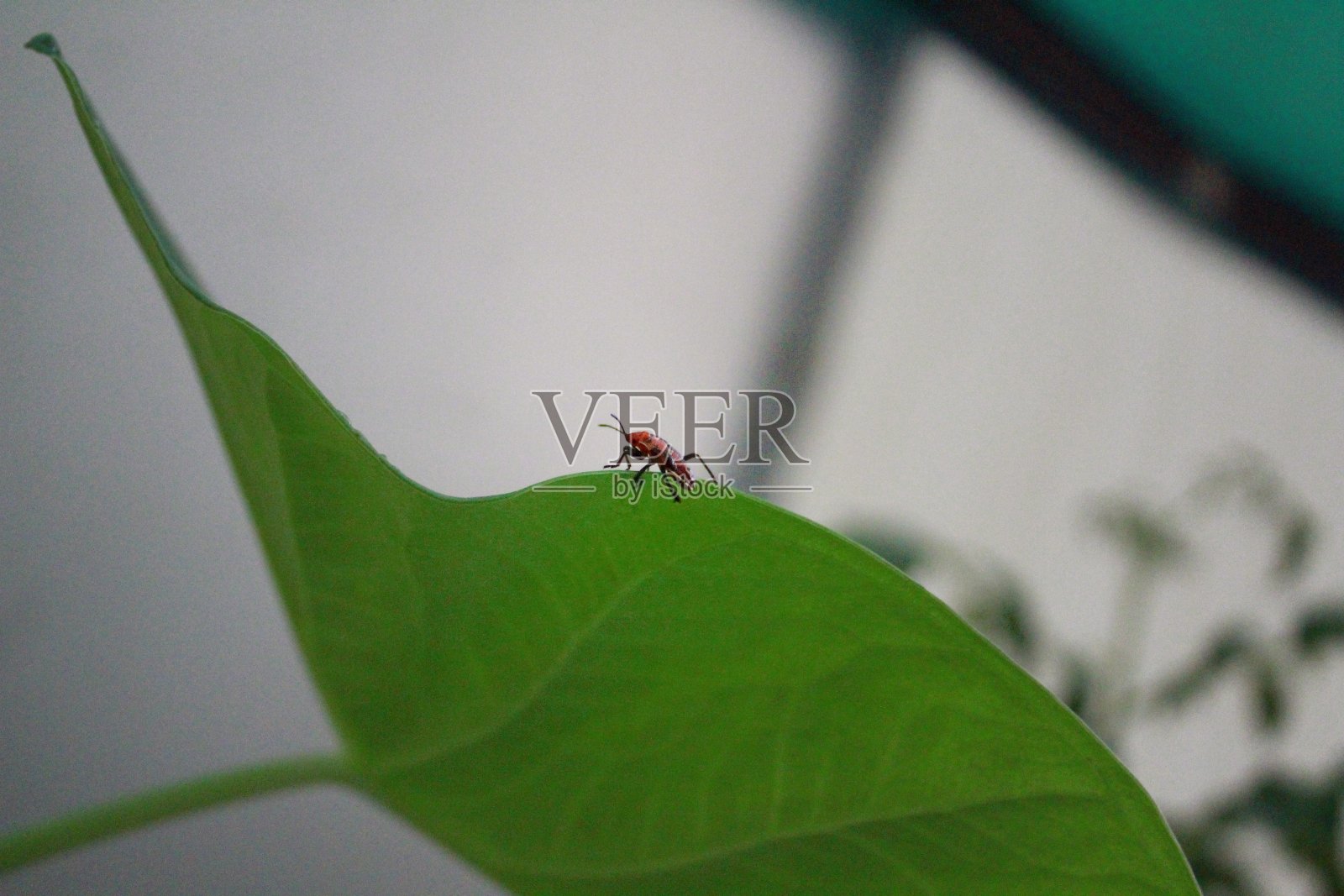 虫子在一片巨大的绿叶上。照片摄影图片