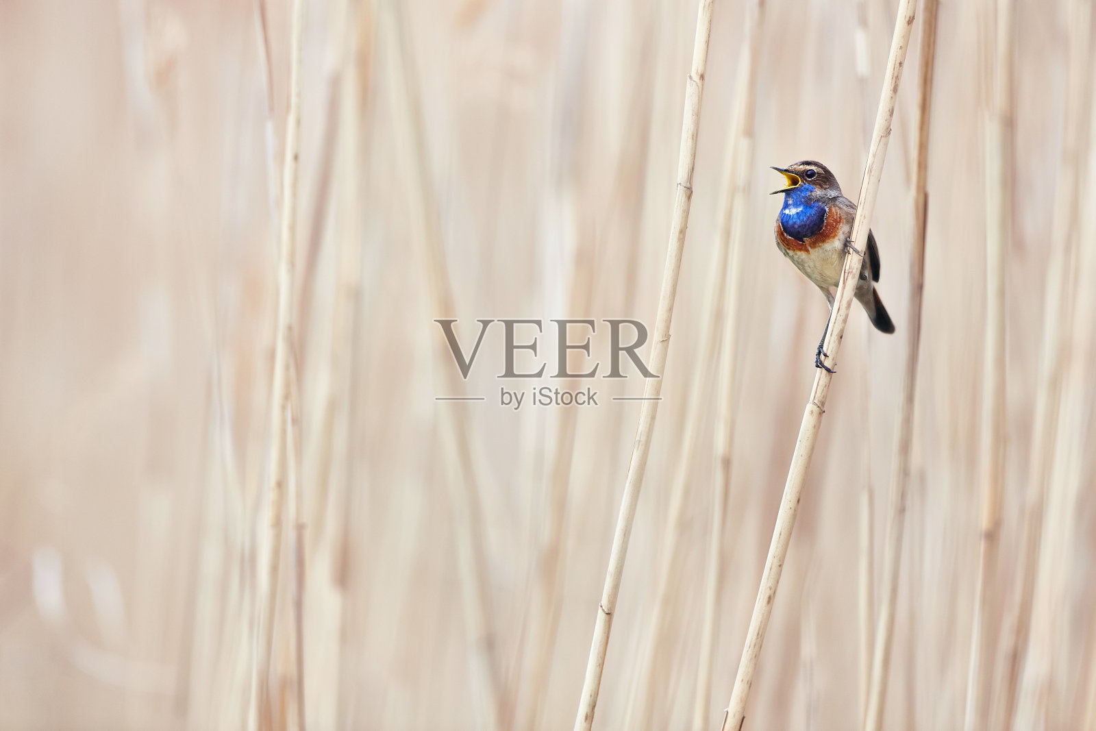 蓝喉病(Luscinia svecica)。捷克自然的野生动物场景。鸟类在自然界的栖息地。小鸟坐在树枝上,唱着春天的歌。照片摄影图片