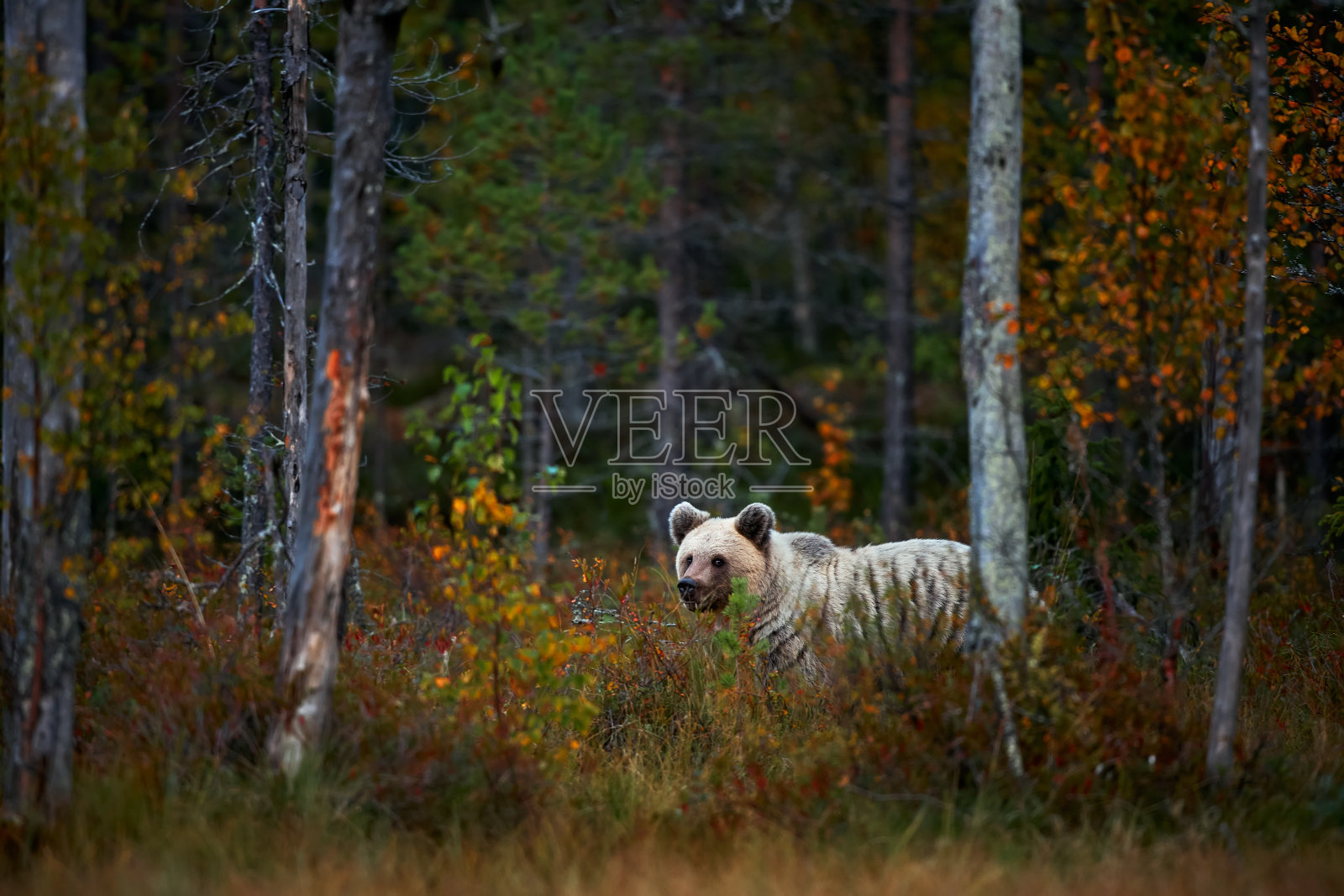 来自芬兰的棕熊。美丽的棕熊在秋天的颜色的湖上散步。照片摄影图片