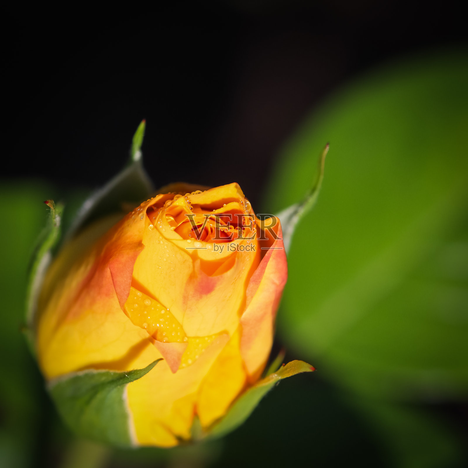 美丽的黄色玫瑰与露珠在花园里在一个晴朗的日子。理想的背景贺卡照片摄影图片