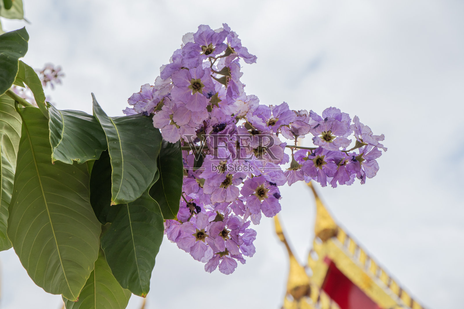 选择性焦点紫薇正在花园里绽放。美丽甜美的紫色花朵。照片摄影图片