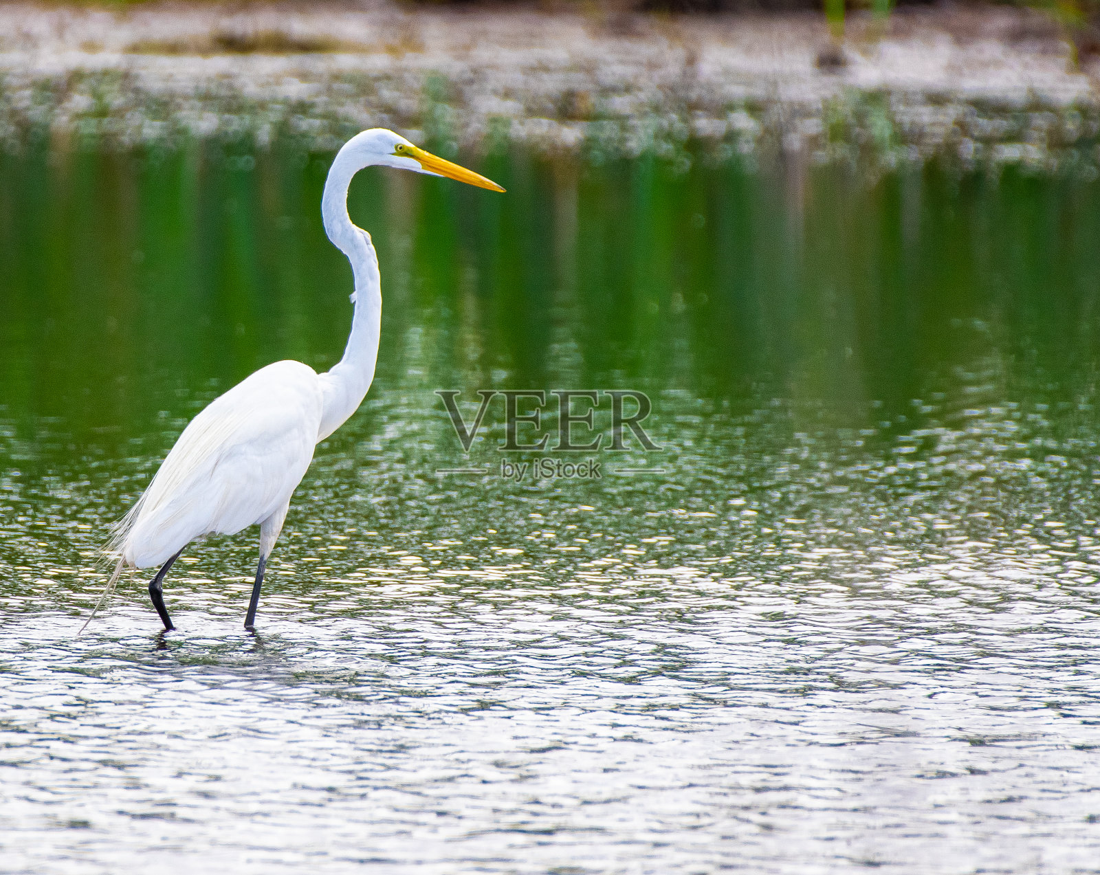 大白鹭在池塘中涉水照片摄影图片