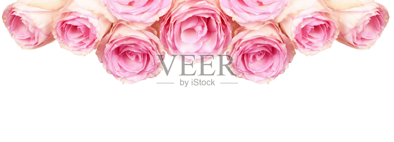 上边框为粉红色玫瑰花照片摄影图片