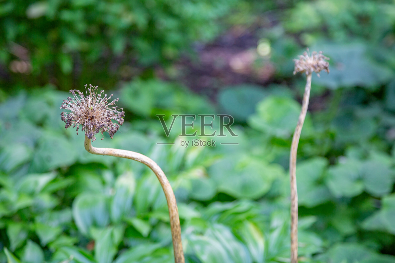 罕见的葱属多刺花照片摄影图片