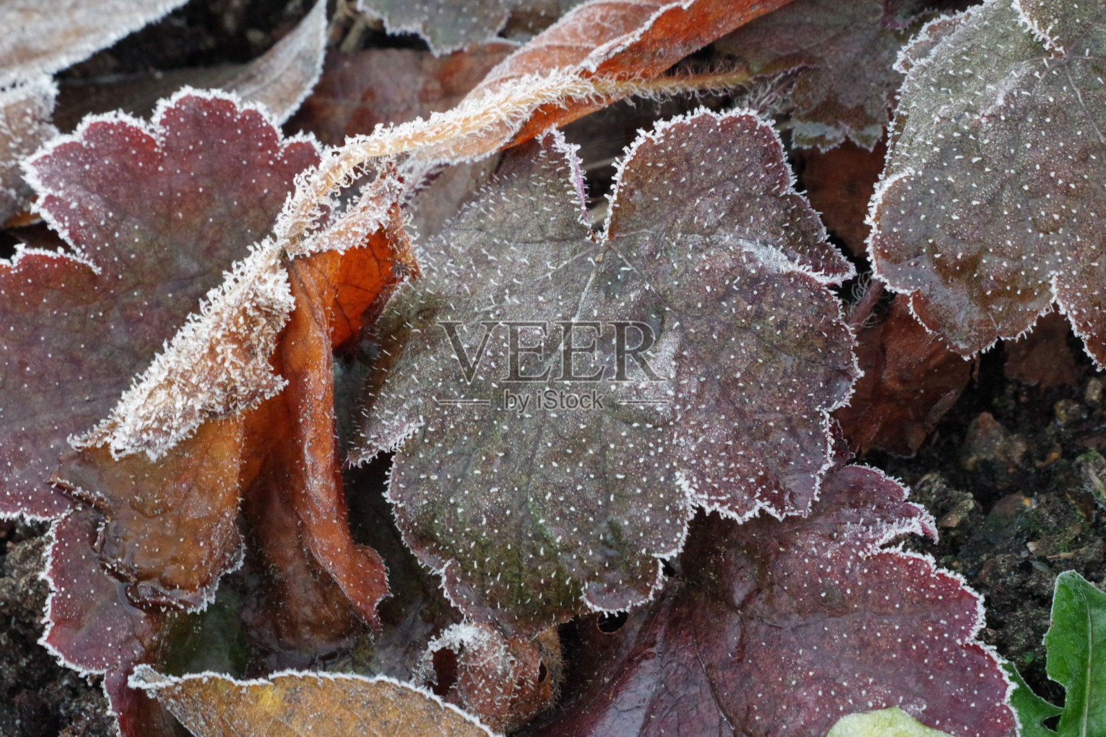 在纸上未成熟照片摄影图片