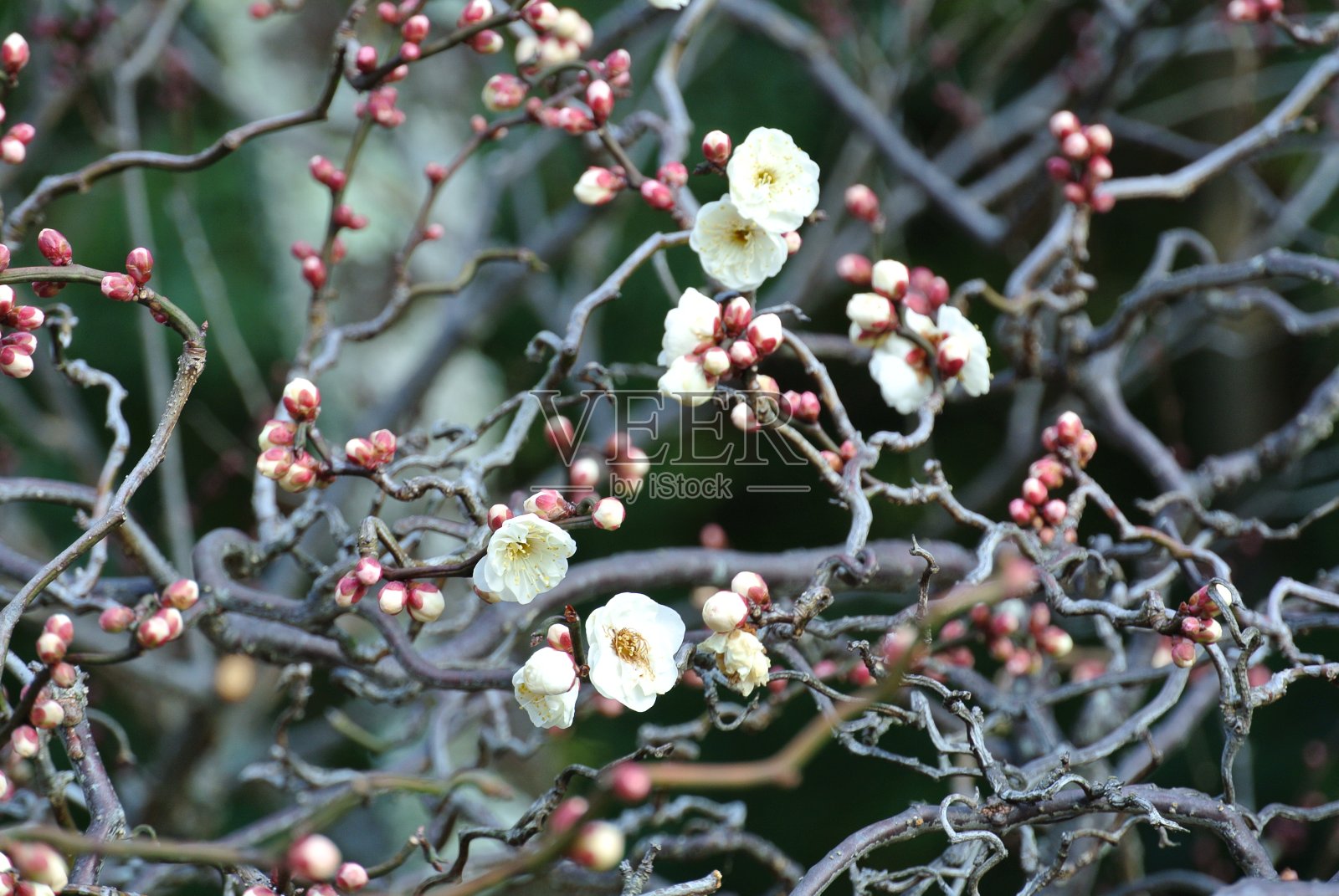 梅花照片摄影图片