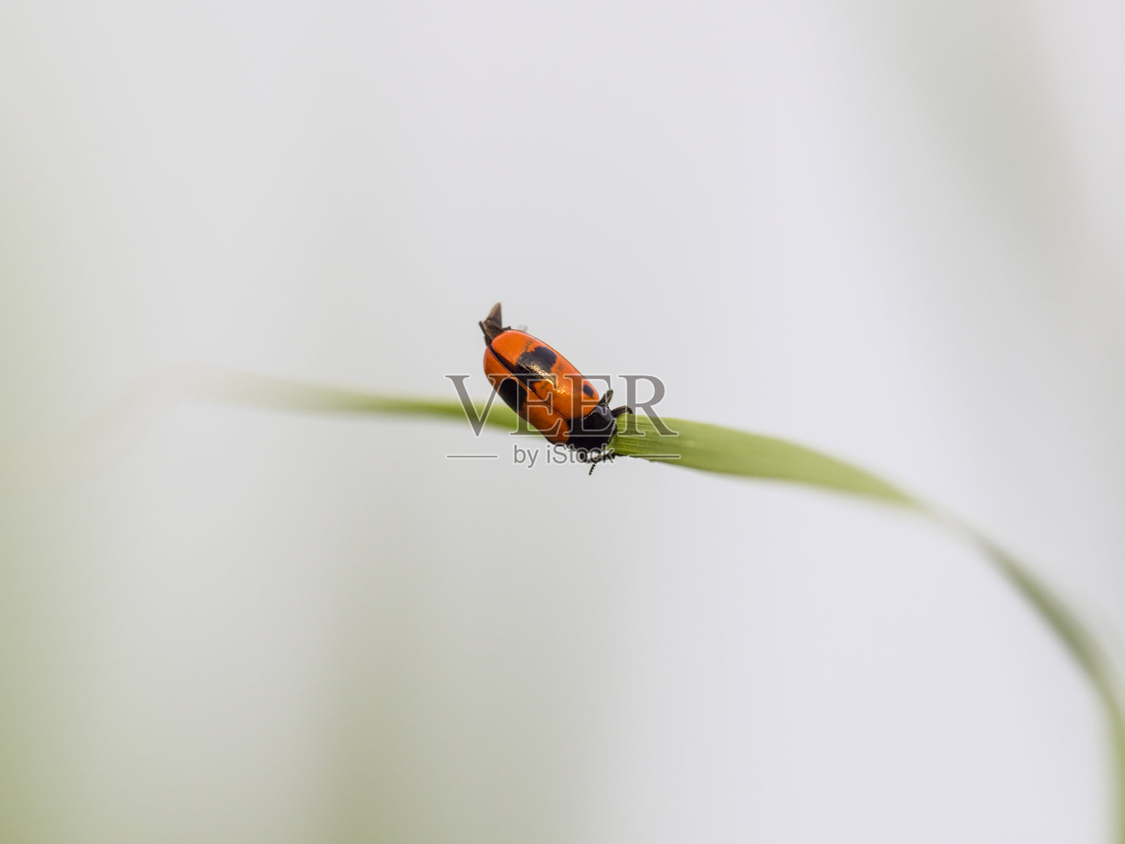 蚂蚁包甲虫照片摄影图片