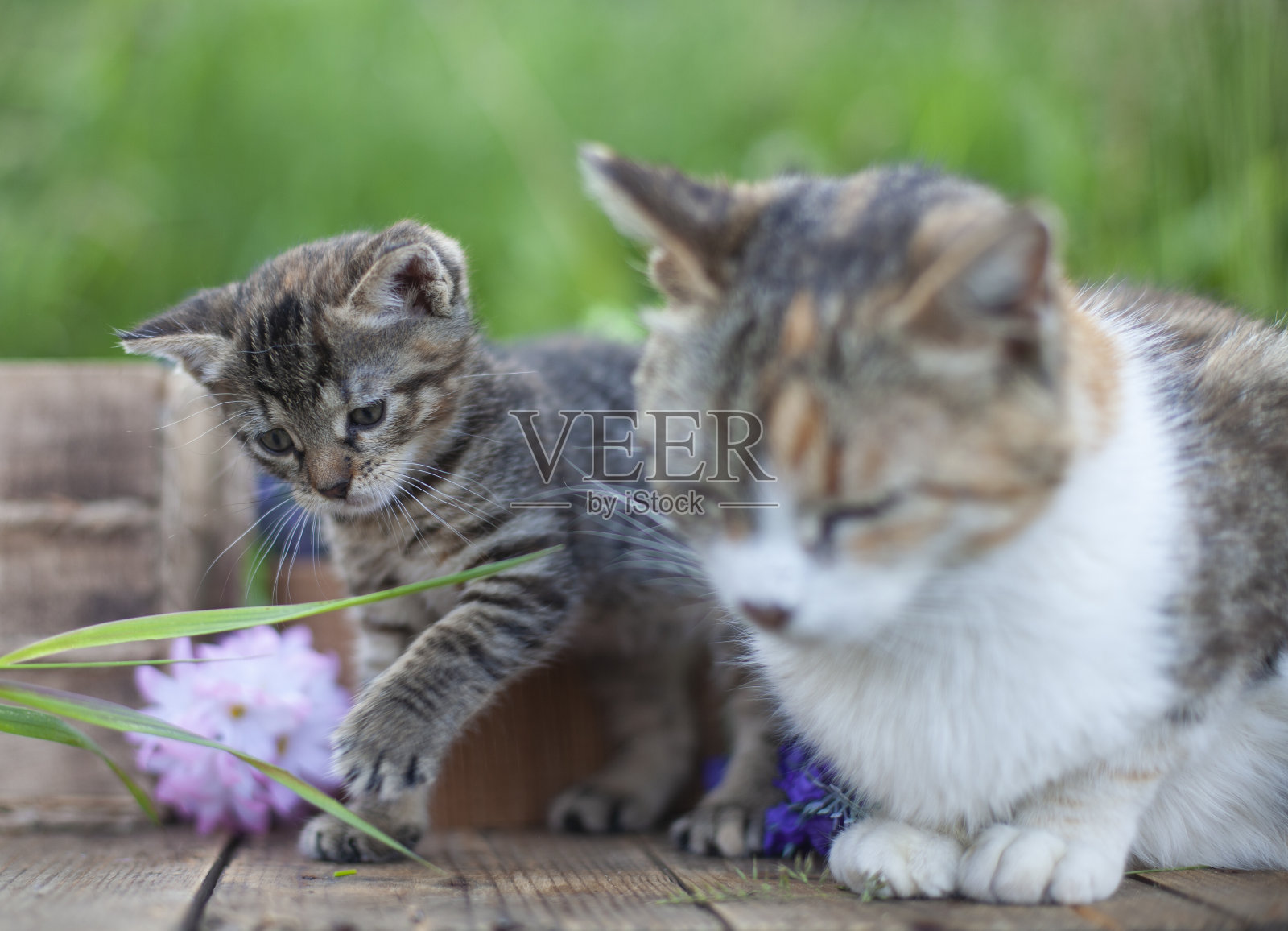 一只猫妈妈带着一只在旧篮子里的小猫照片摄影图片
