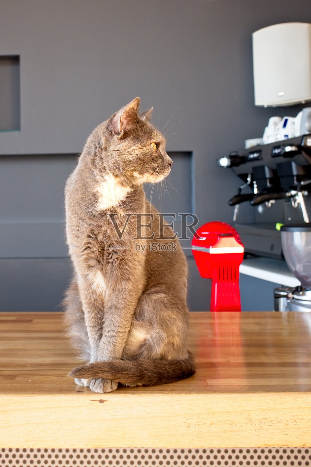 台面上有只灰猫。照片摄影图片