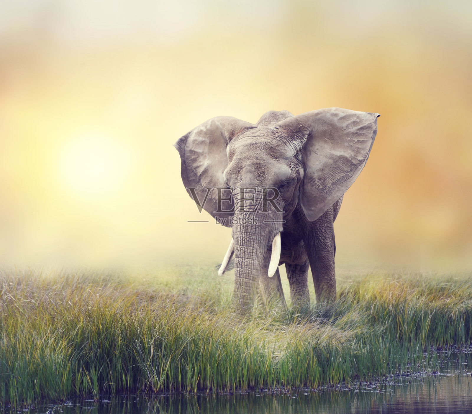 靠近水的非洲象照片摄影图片