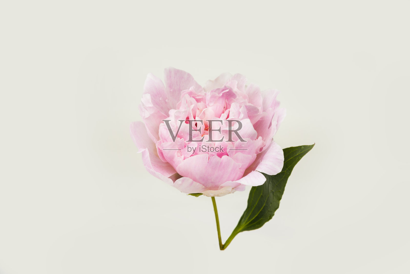 孤立盛开的牡丹花带有一滴水照片摄影图片