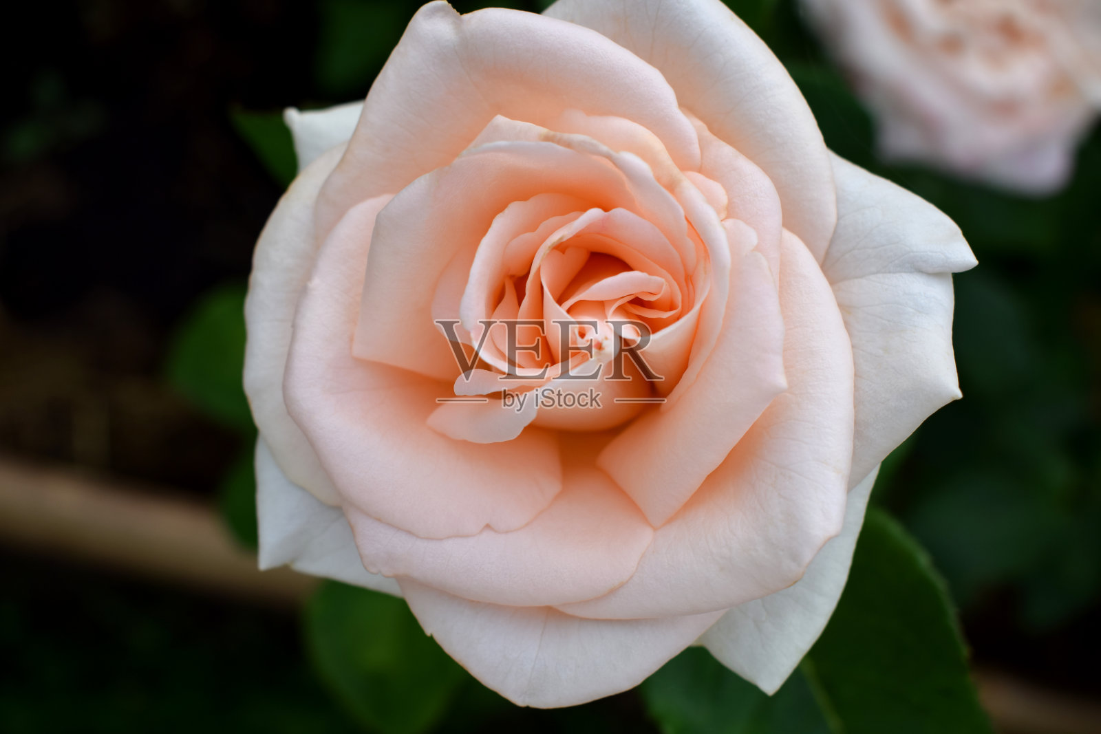 美丽的奶油桃色玫瑰照片摄影图片