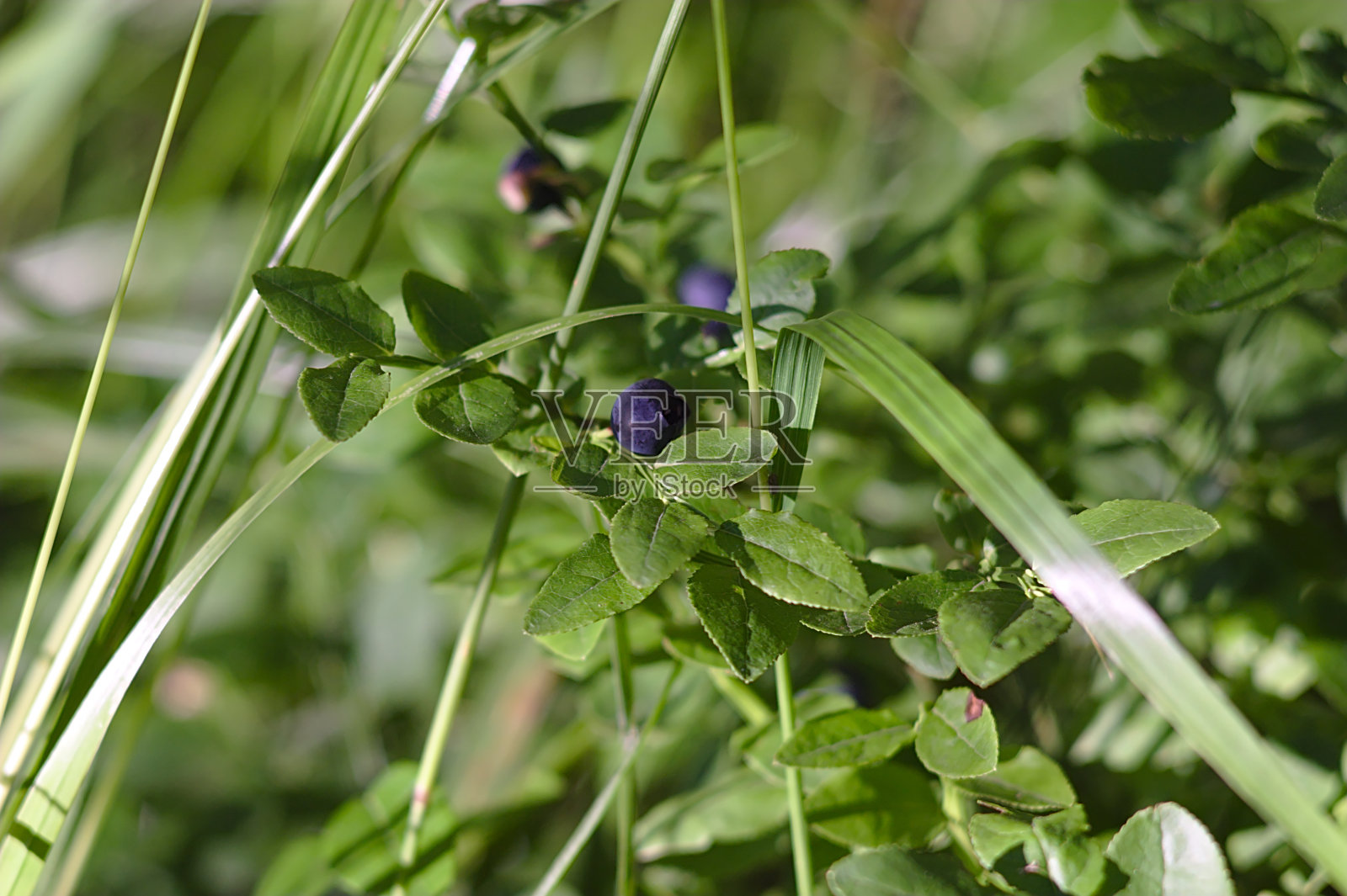 森林边缘的成熟蓝莓照片摄影图片