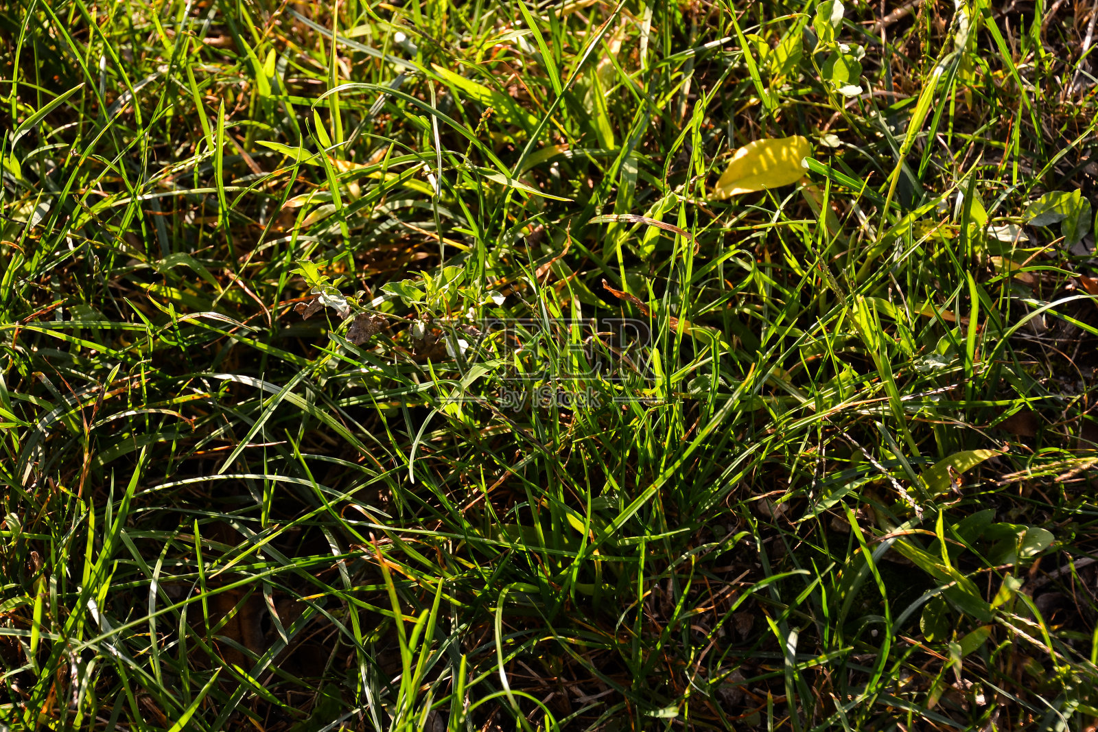 绿草图案纹理照片摄影图片