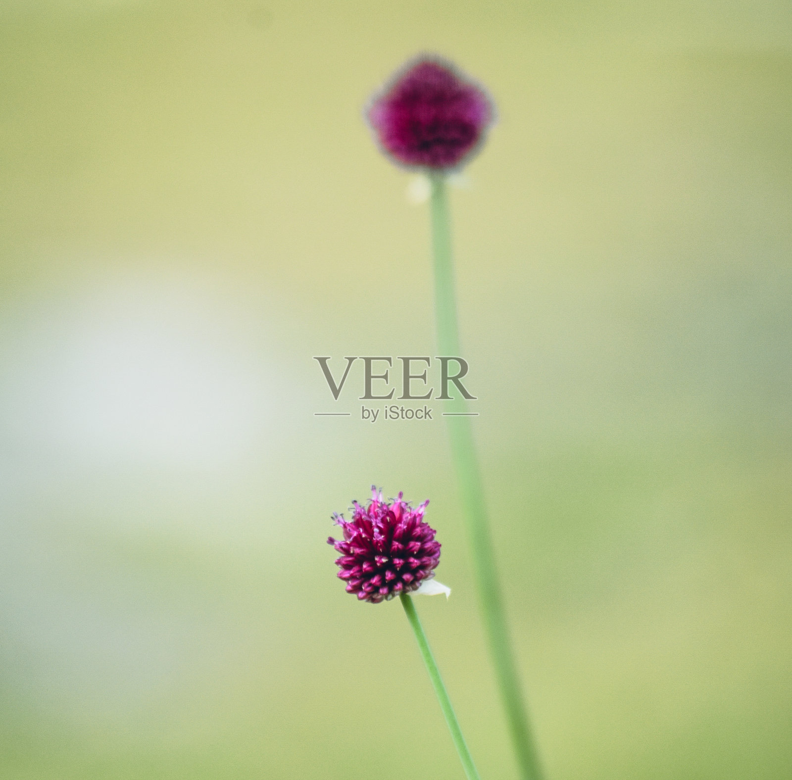 紫罗兰色的照片摄影图片