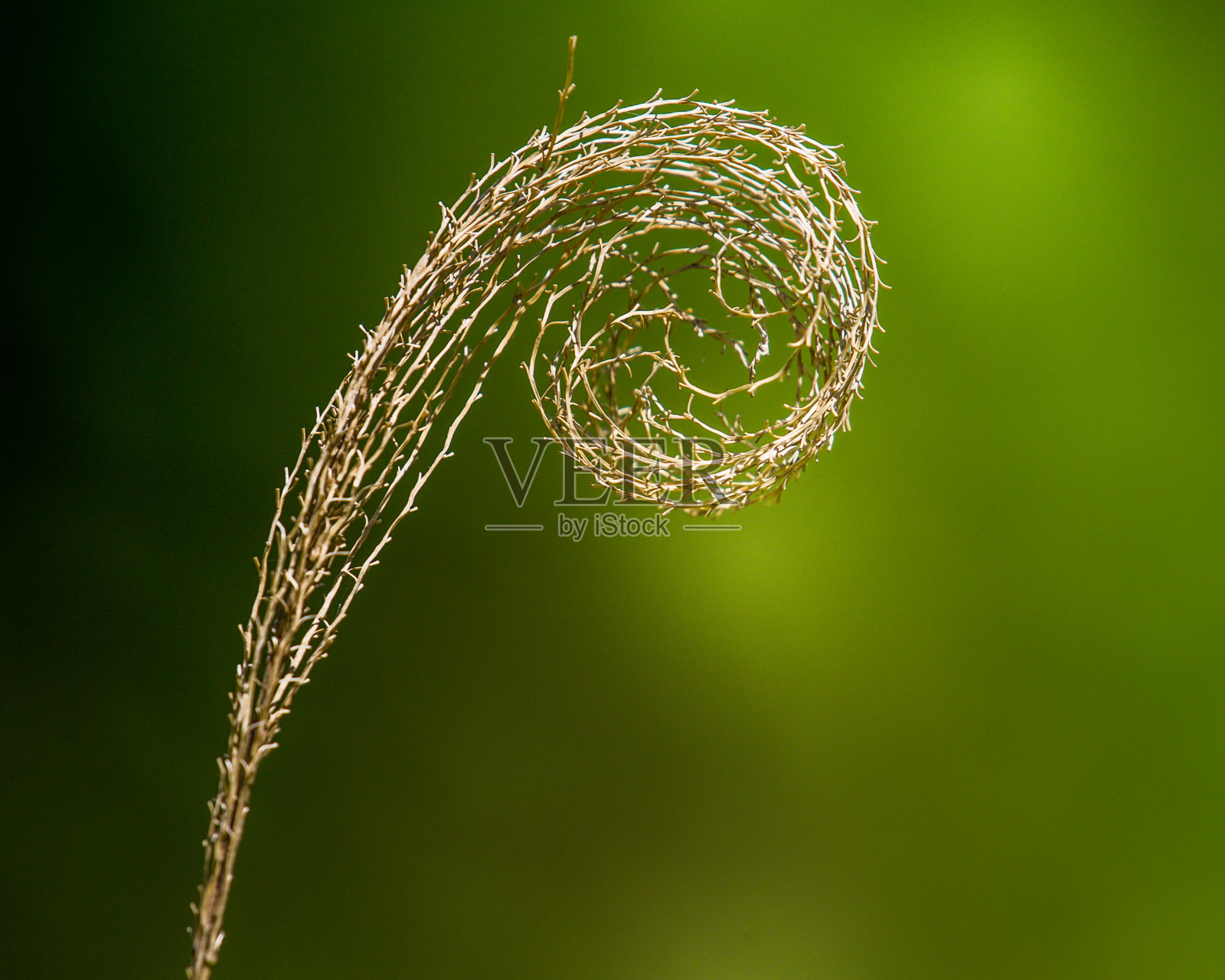 一种植物的漩涡设计照片摄影图片