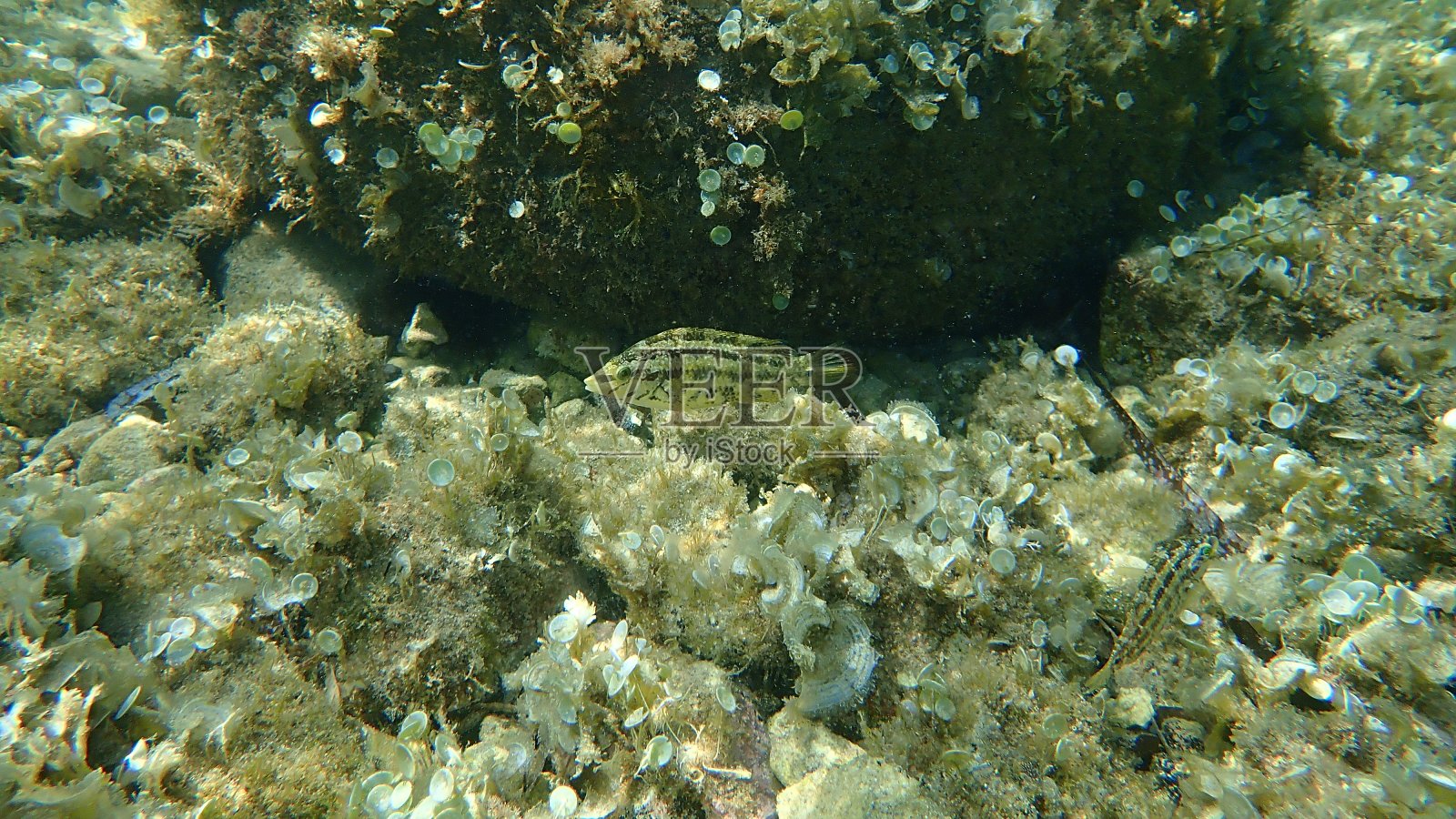 法国昂蒂布角地中海下的五斑濑鱼照片摄影图片