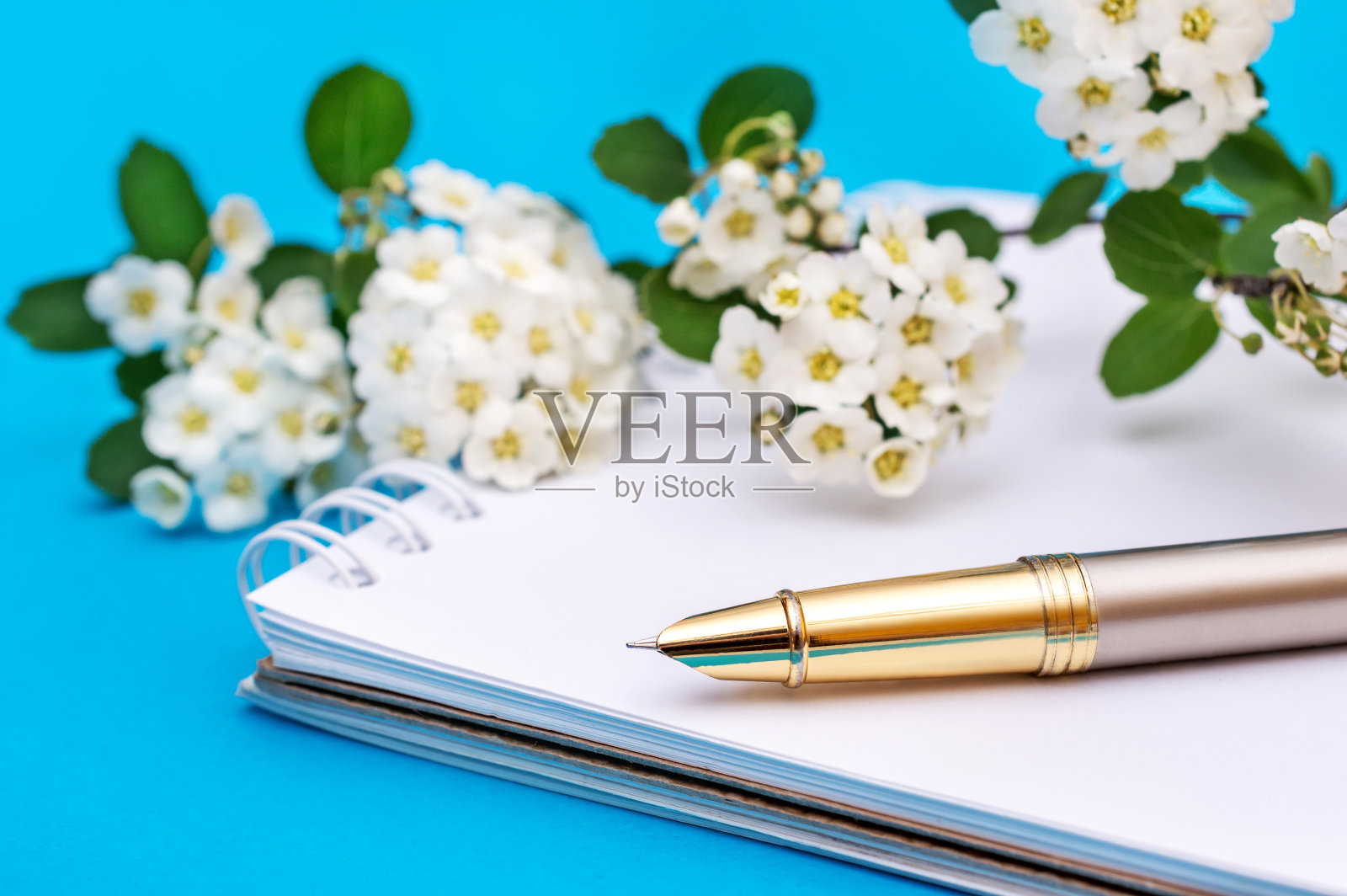 空白记事本和树枝上的小白花在蓝色。贺卡。照片摄影图片