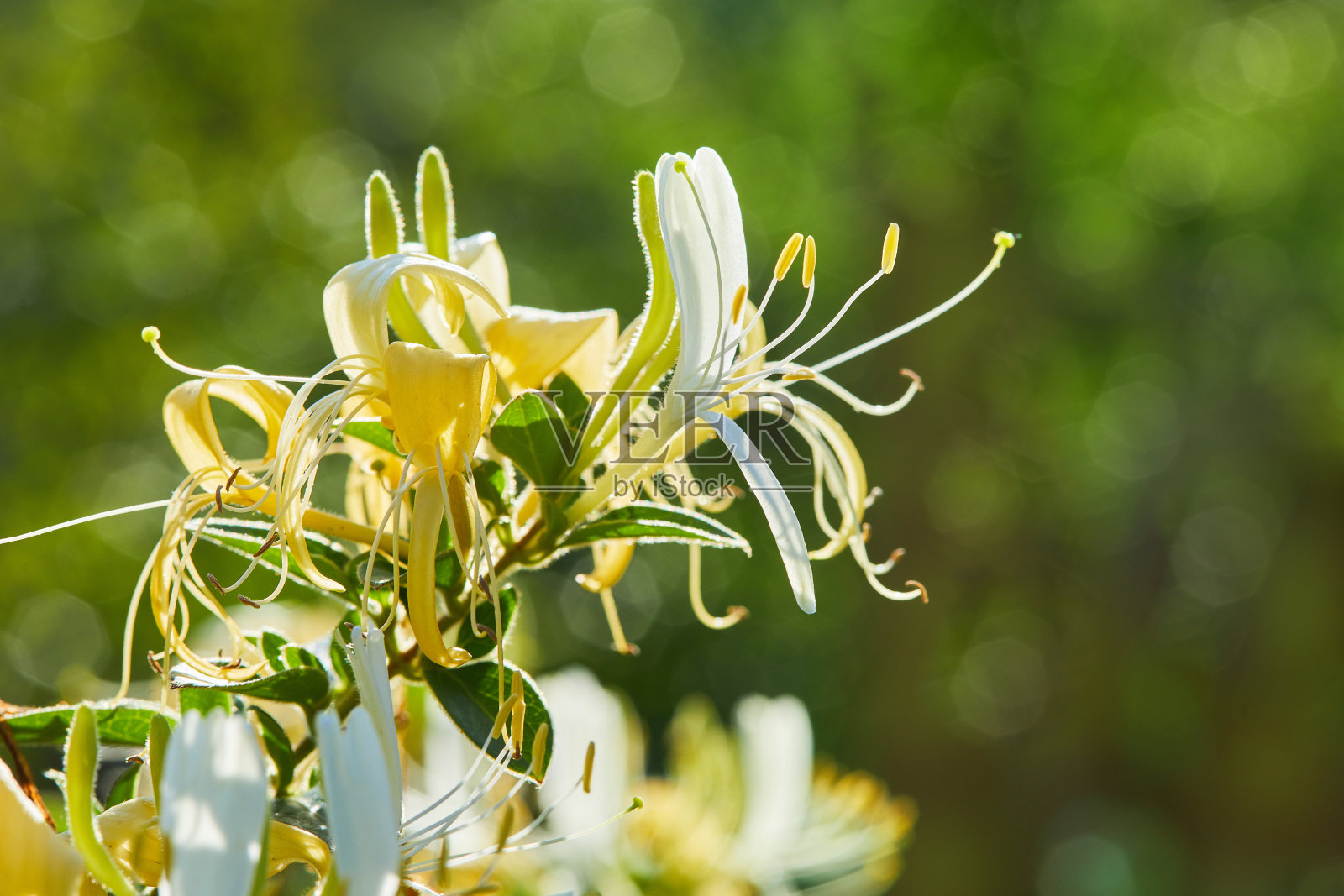 开花黄白金银花(英国人)照片摄影图片