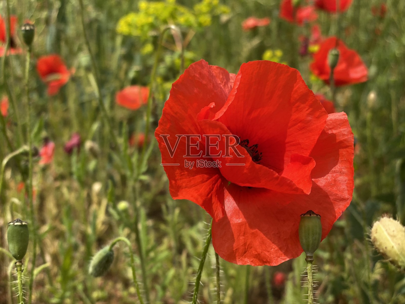 罂粟花的特写镜头照片摄影图片