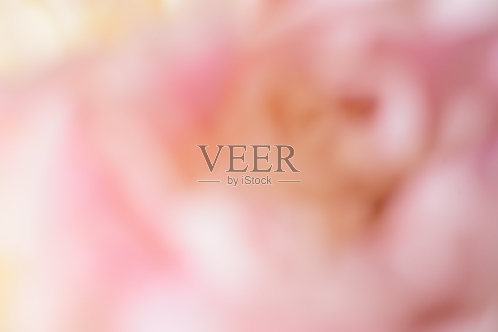 微距模糊的照片美丽的白牡丹。照片摄影图片