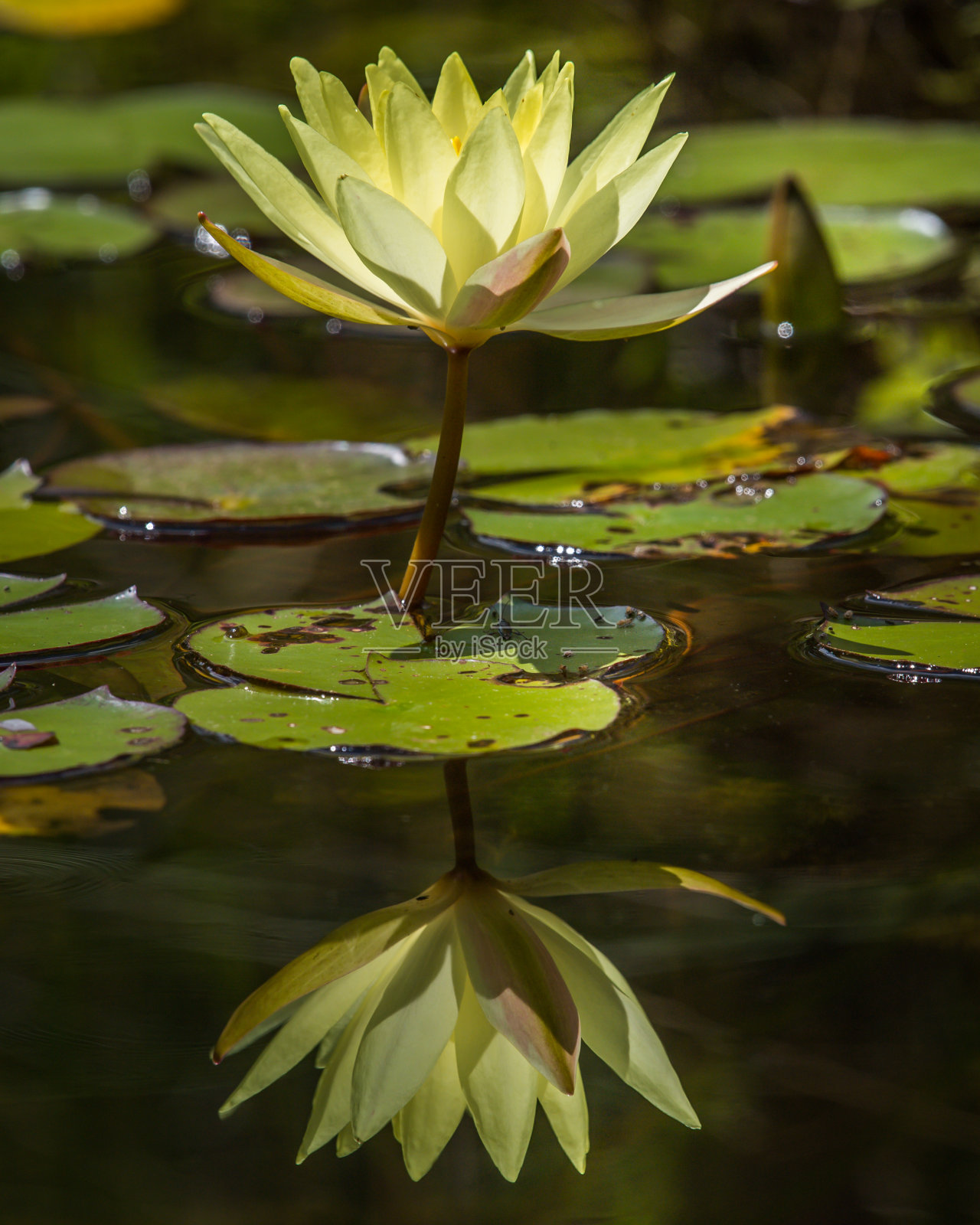 奇异的杂色睡莲透过微风生长照片摄影图片
