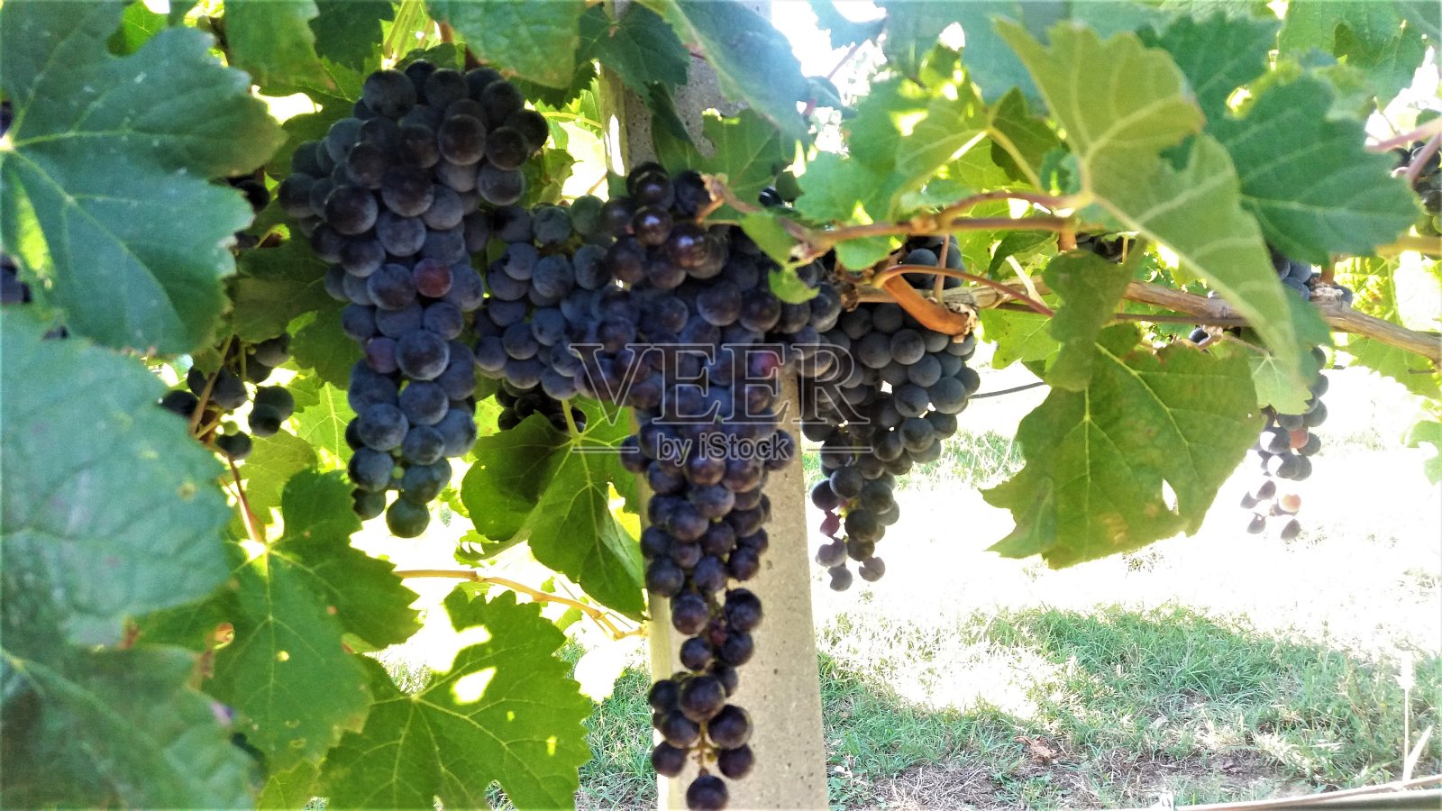 近距离拍摄克罗地亚乡村郁郁葱葱的绿色葡萄园里的深色葡萄照片摄影图片