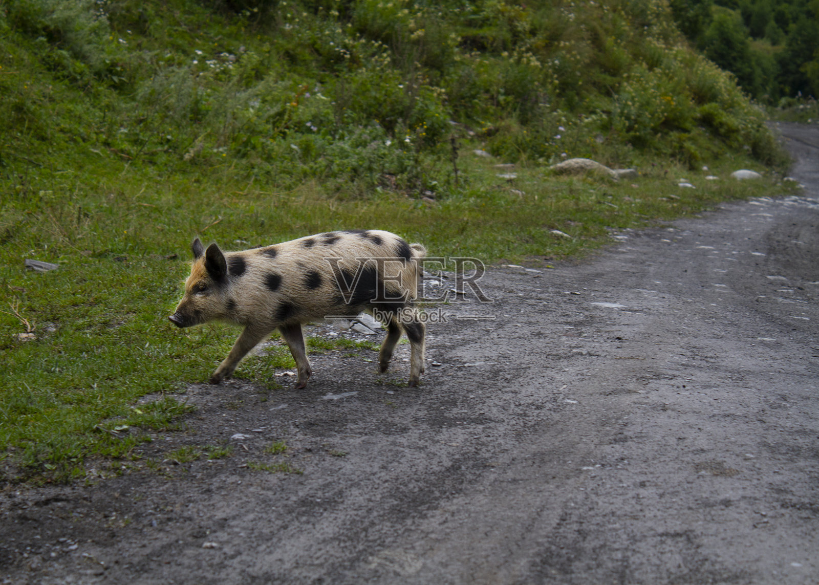 猪照片摄影图片