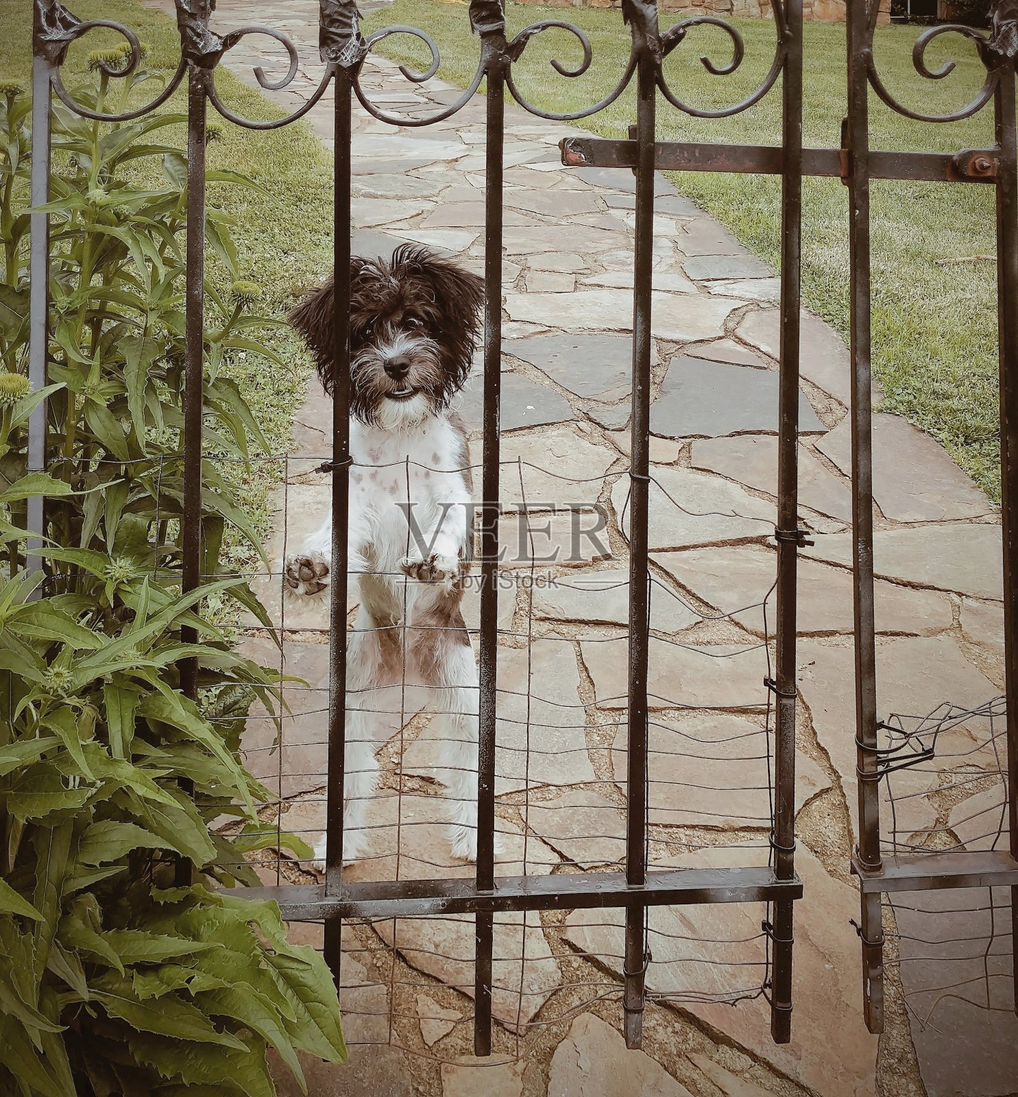小狮子狗在门口打招呼照片摄影图片