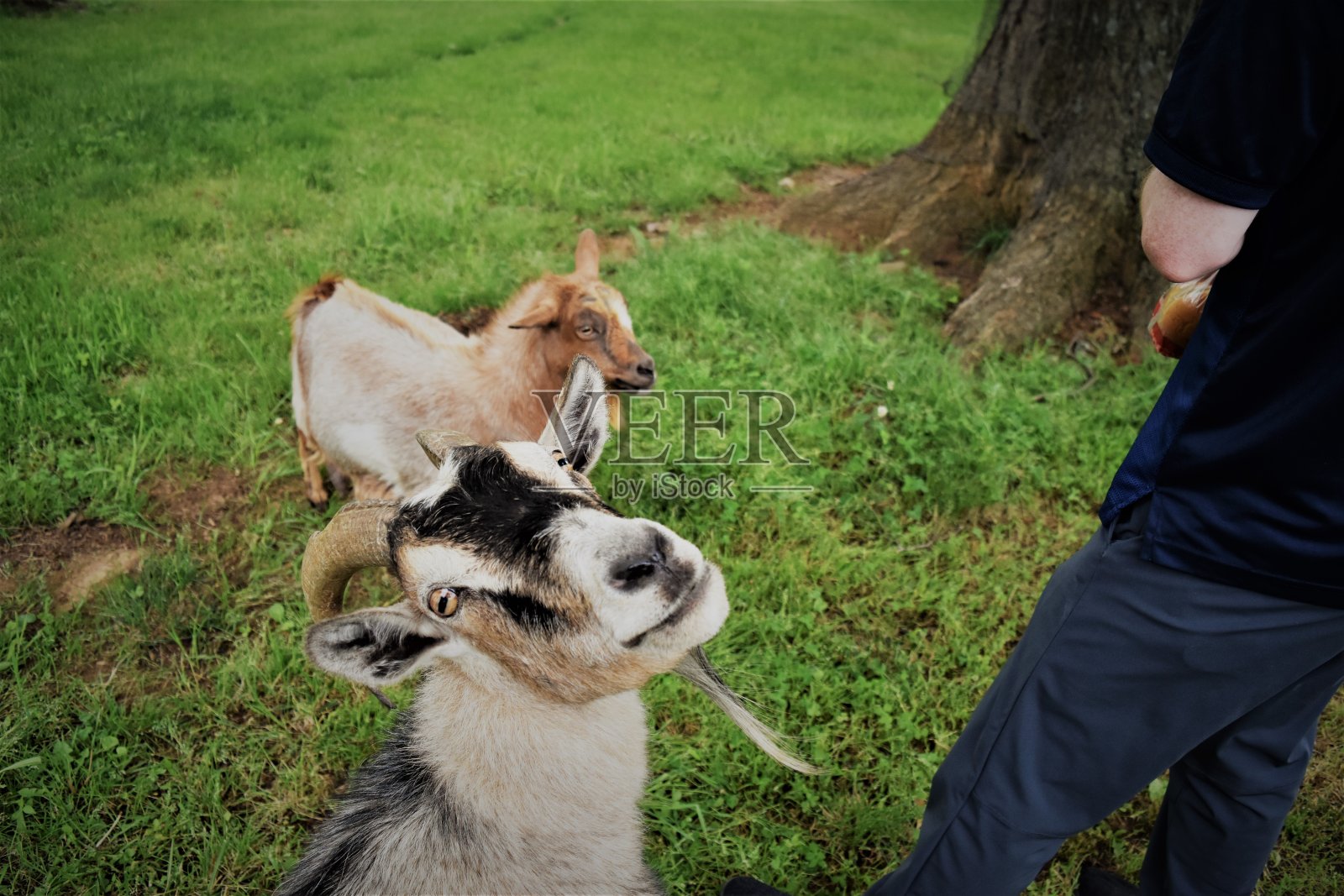 两只山羊抬头看照片摄影图片