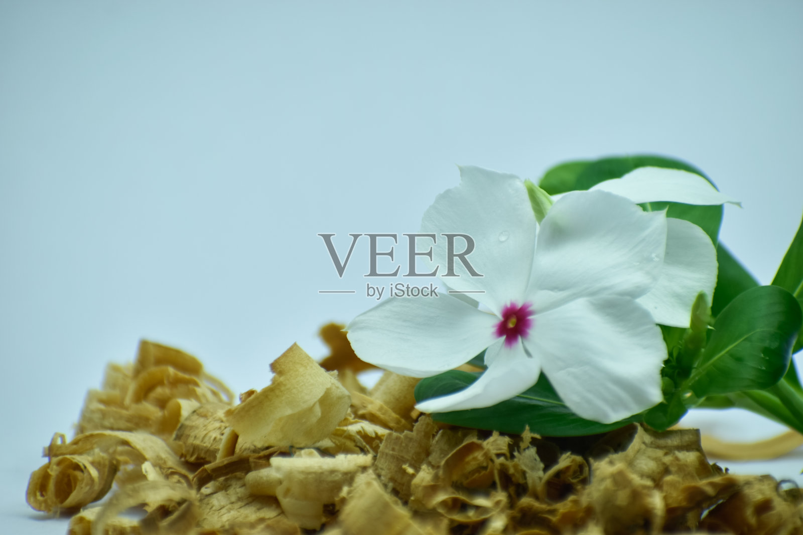 美丽的近景照片Sadabahar或长春花。照片摄影图片