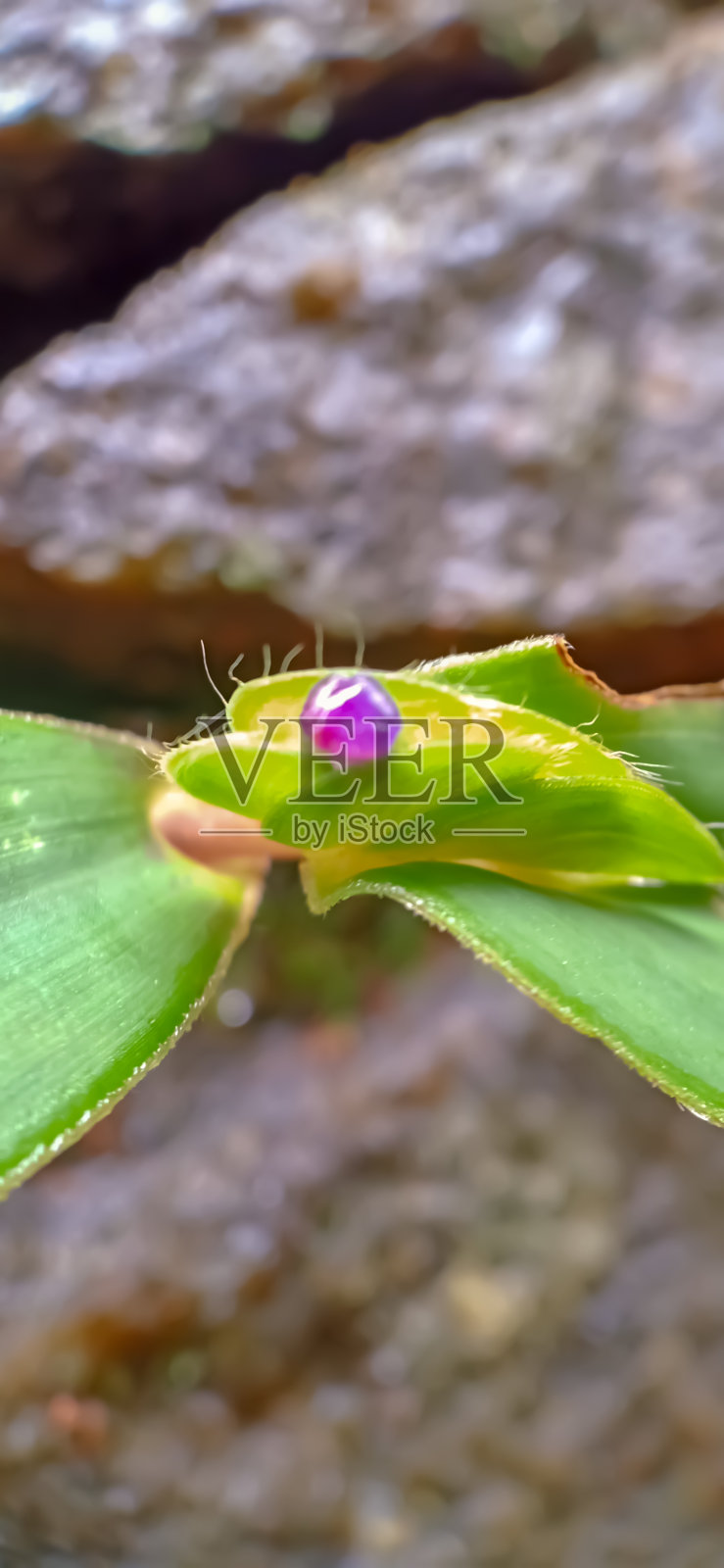 绿色植物和紫罗兰花蕾照片摄影图片