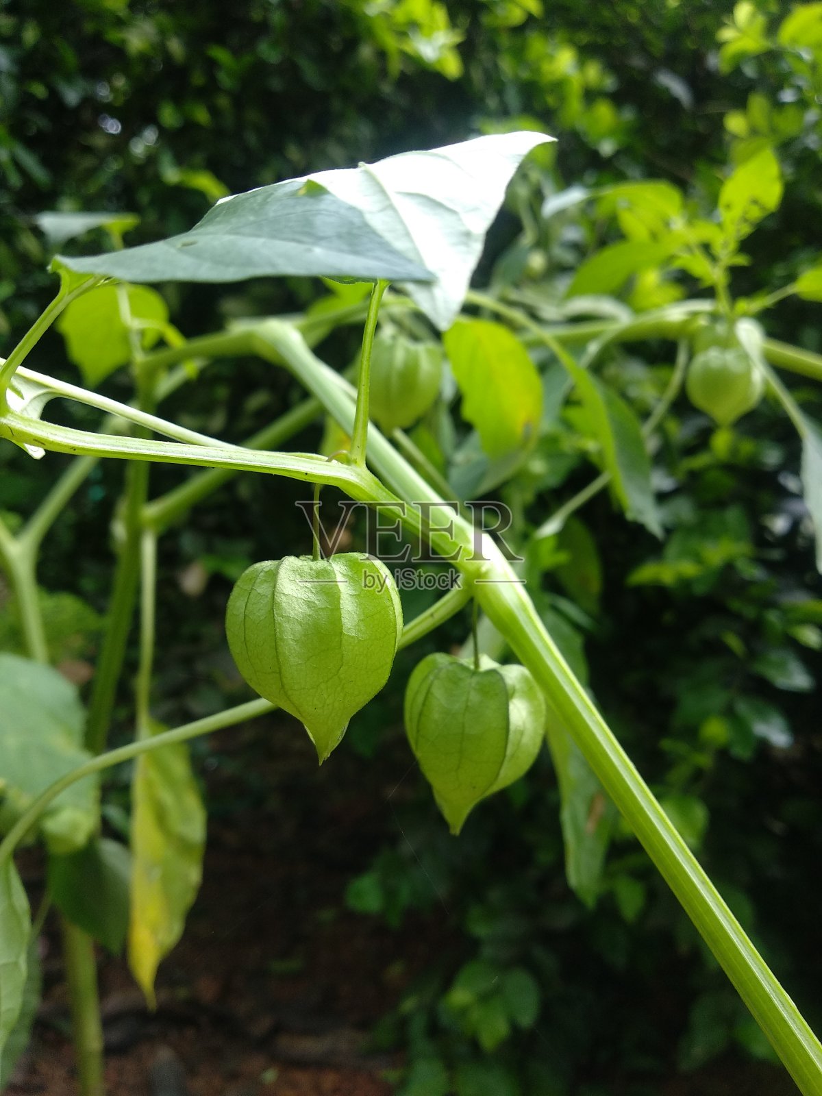 菲萨利斯·安古拉塔照片摄影图片
