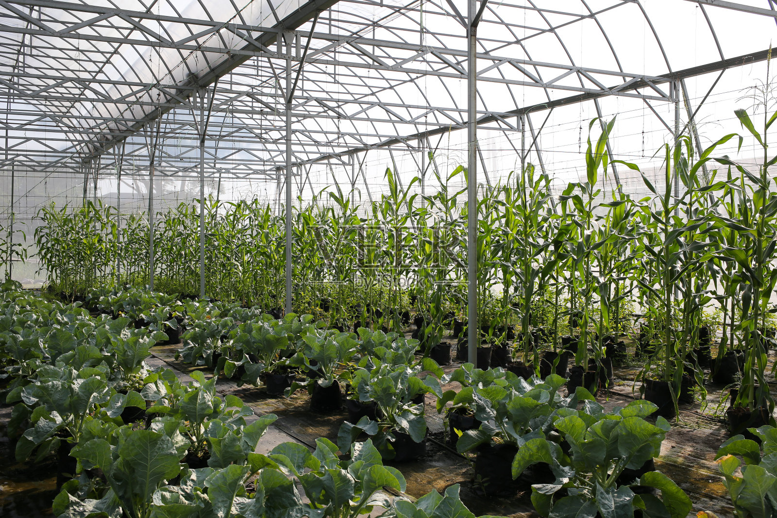 温室在马来西亚照片摄影图片