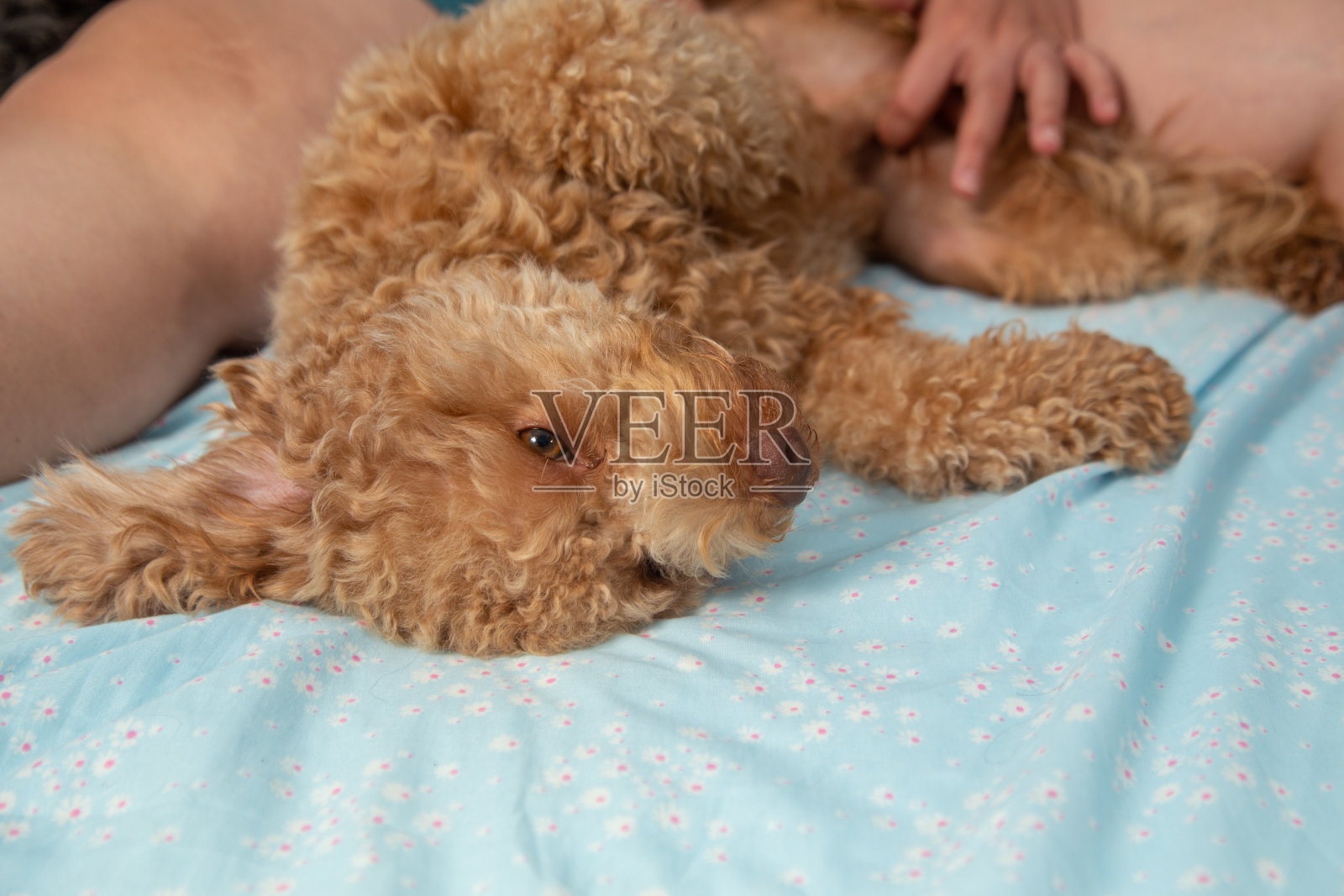 快乐的玩具狮子狗狗躺在人的床上睡觉照片摄影图片