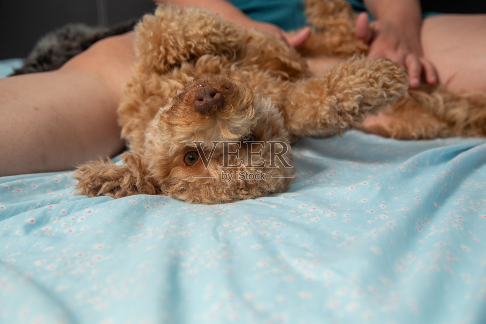 快乐的玩具狮子狗狗躺在人的床上睡觉照片摄影图片